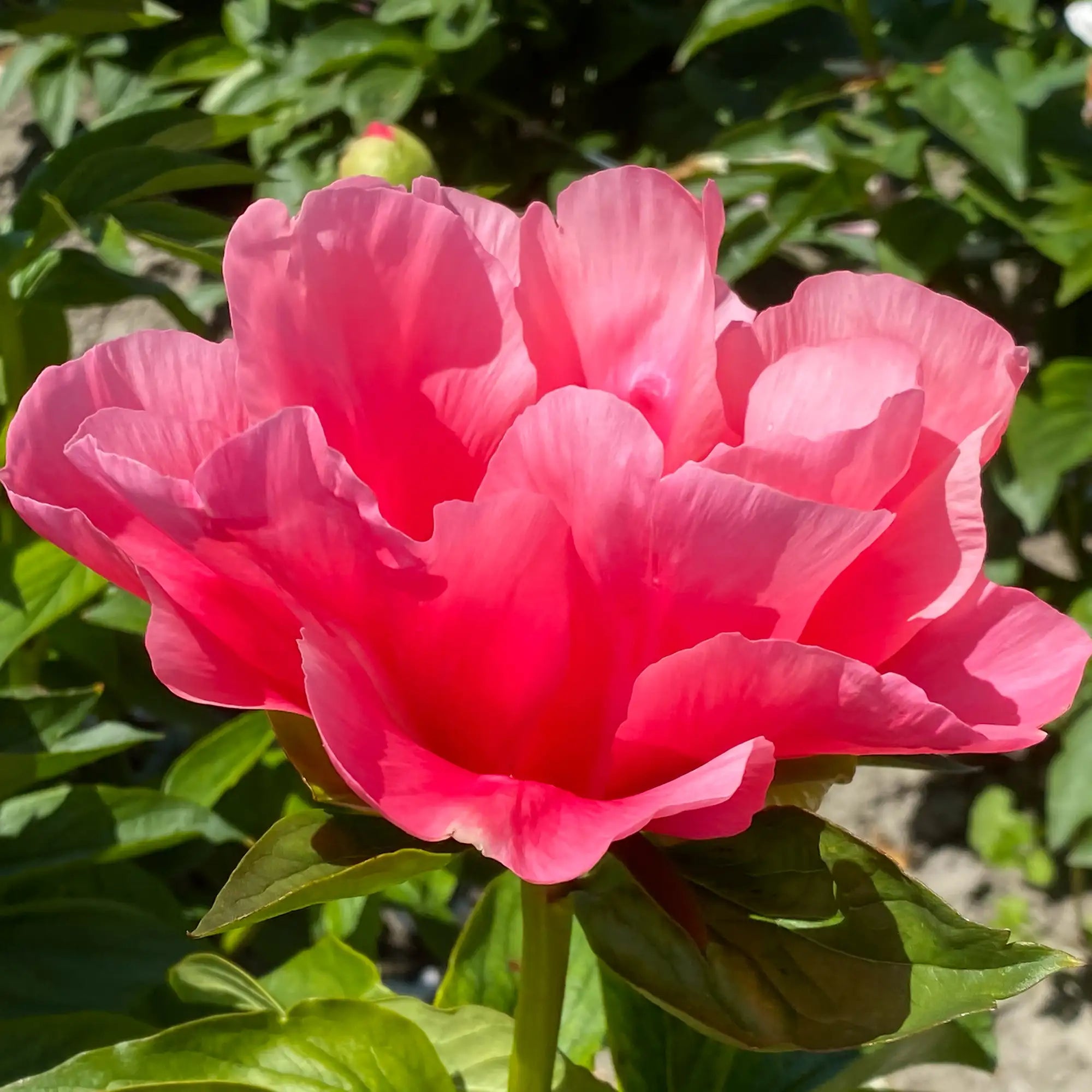 Peony Herbaceous 'Lovely Rose'