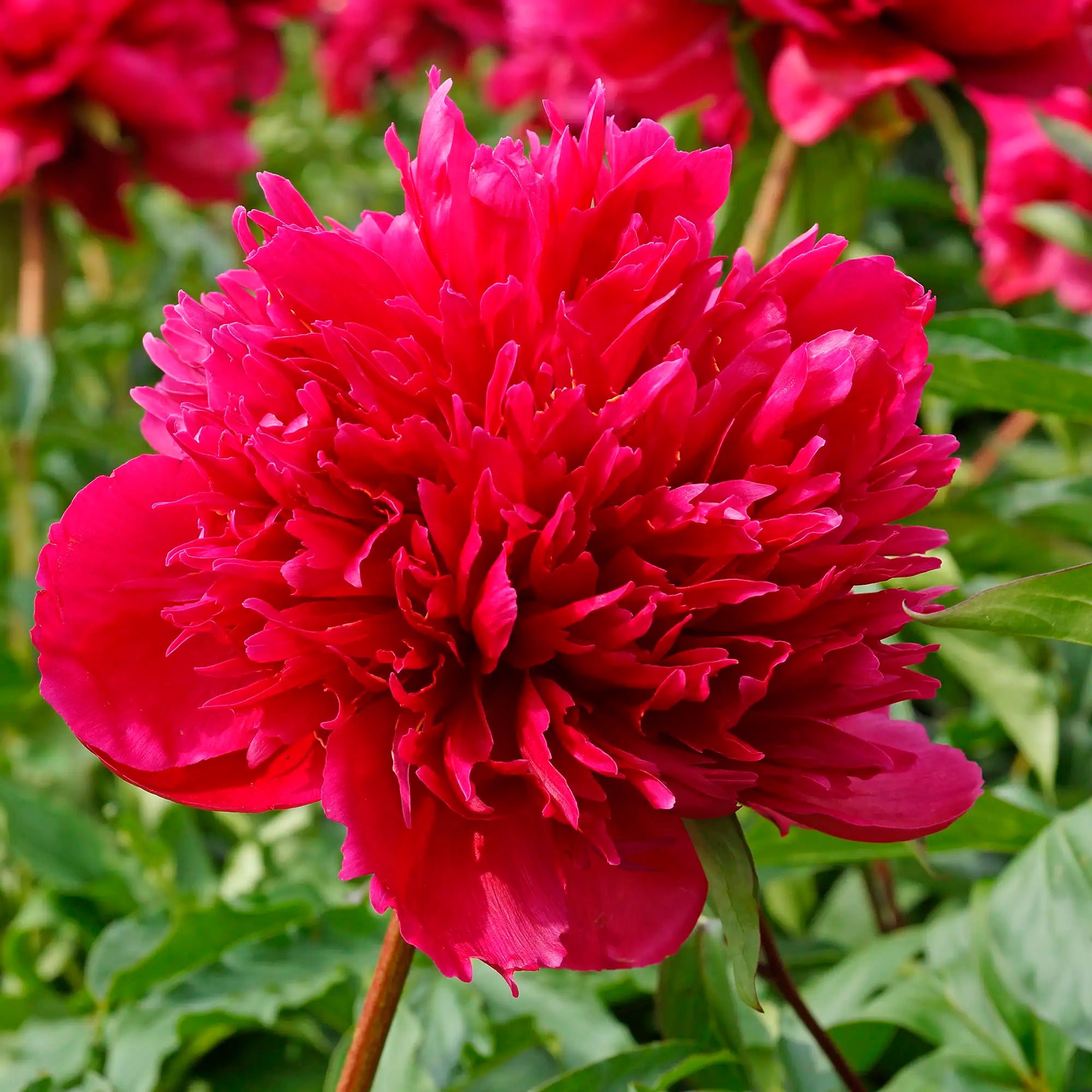 Peony Herbaceous 'Many Happy Returns'
