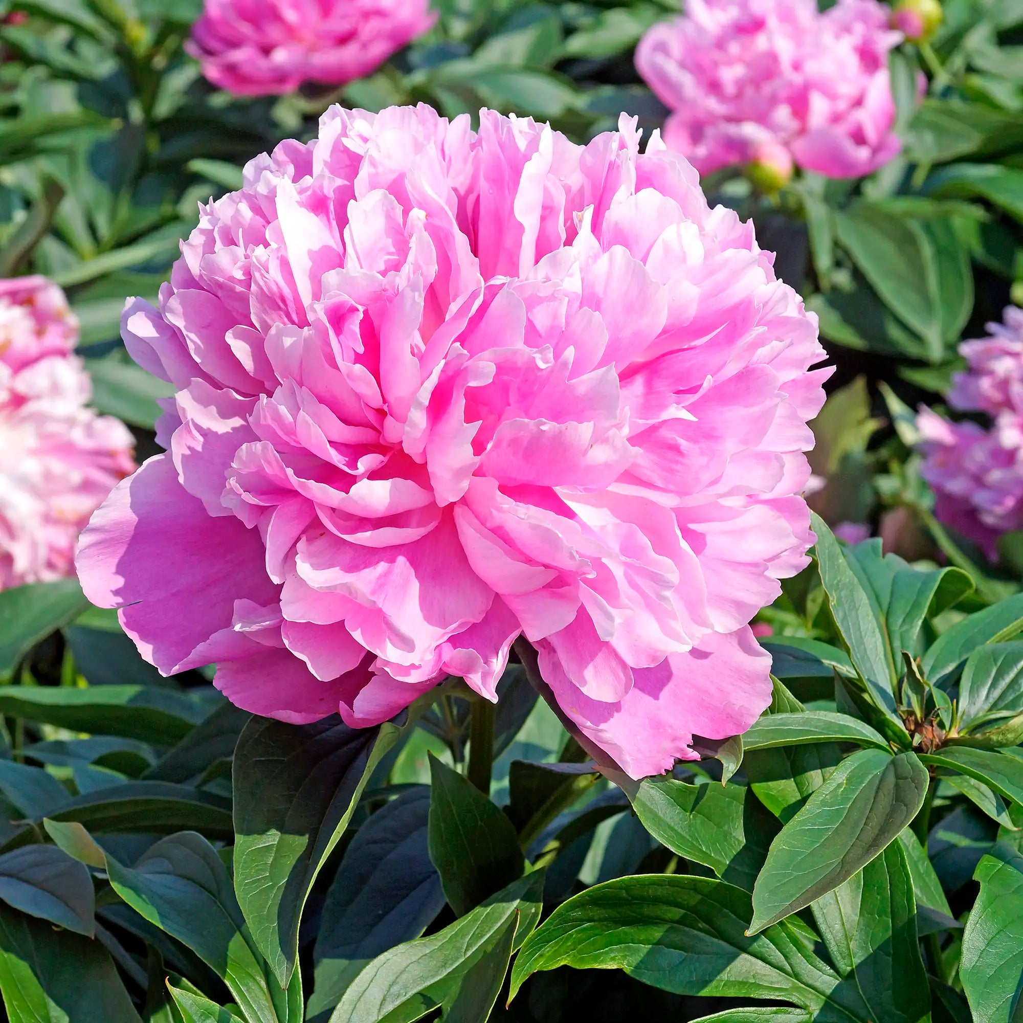 Peony Herbaceous 'Monsieur Jules Elie'