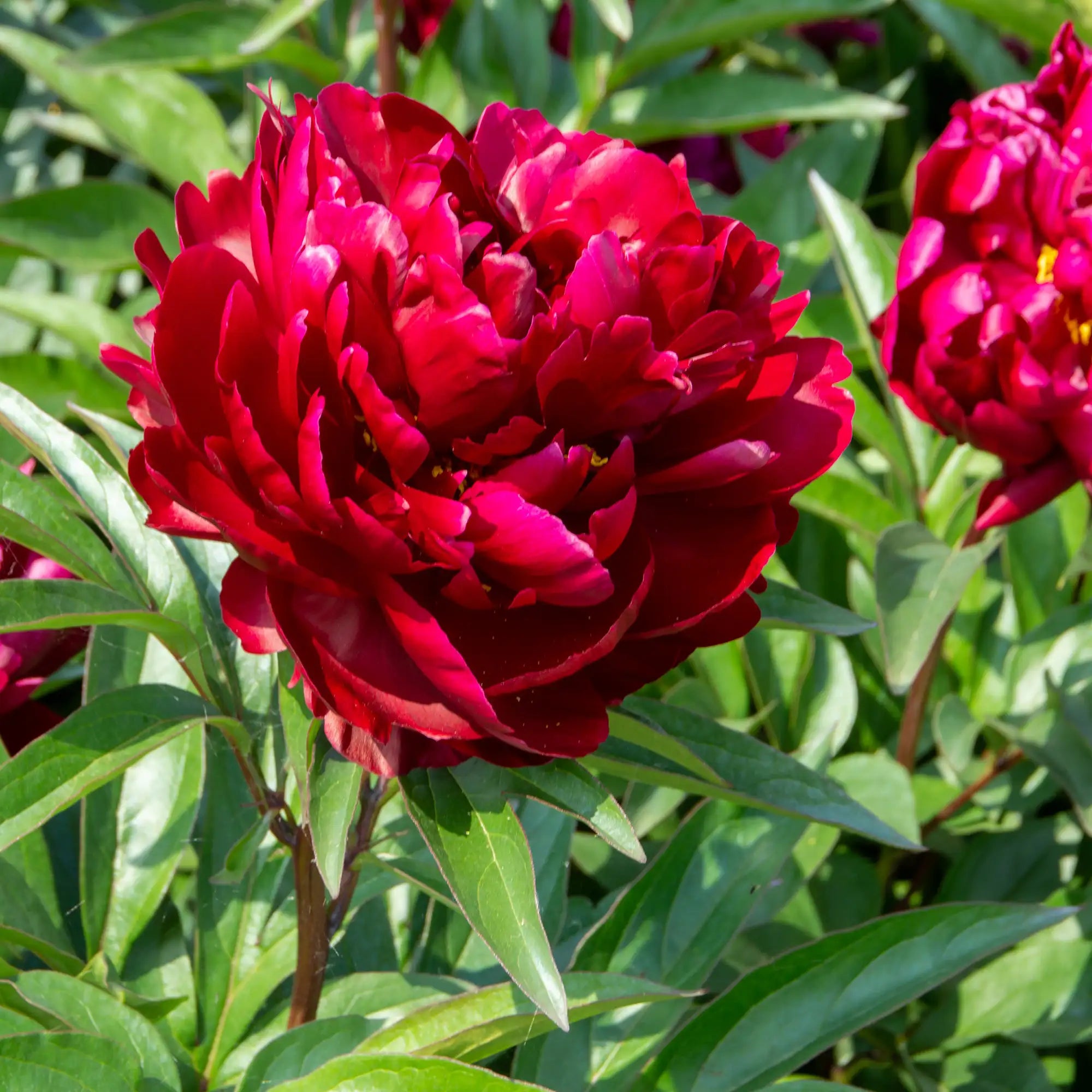 Peony Herbaceous 'Peter Brand'