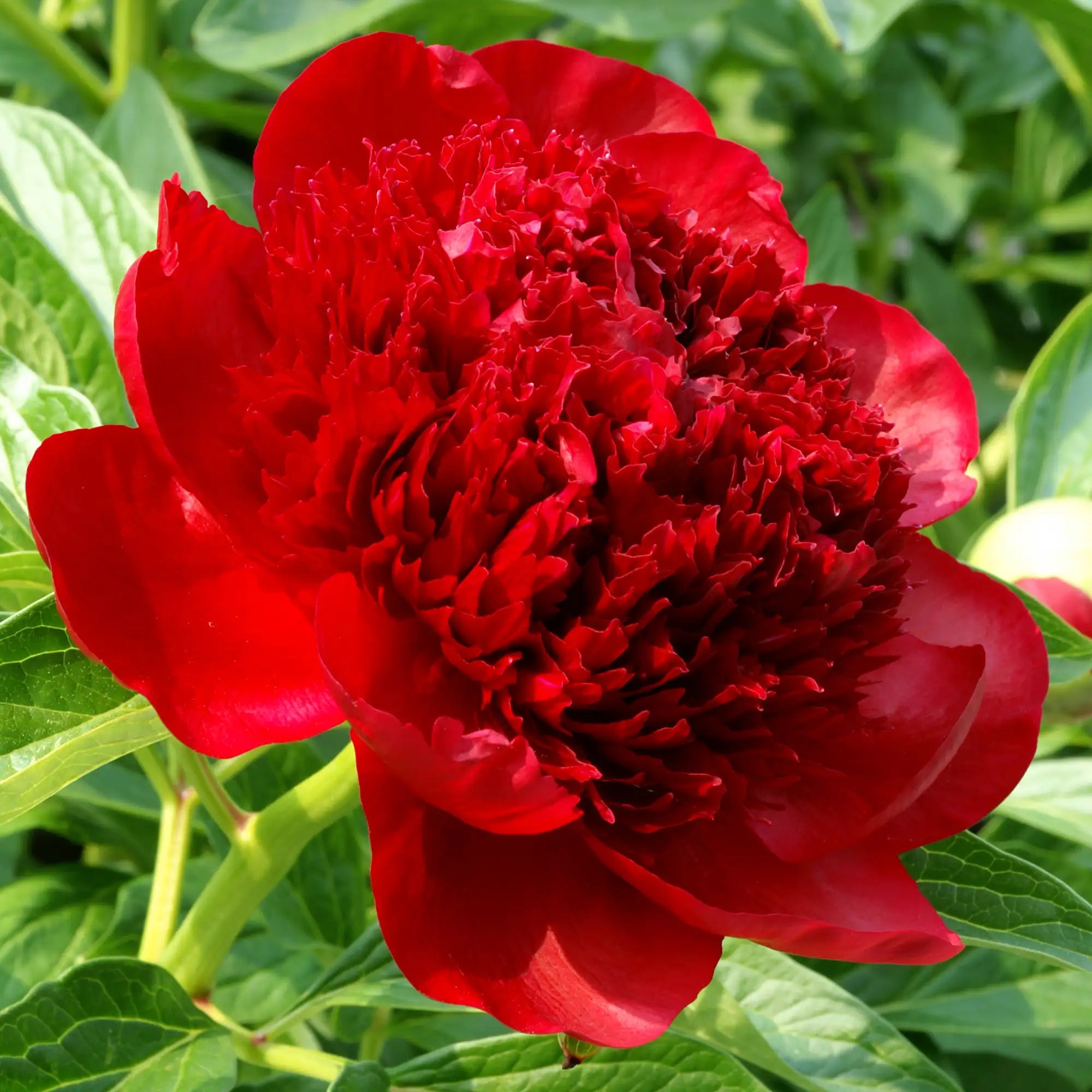 Peony Herbaceous 'Red Charm'