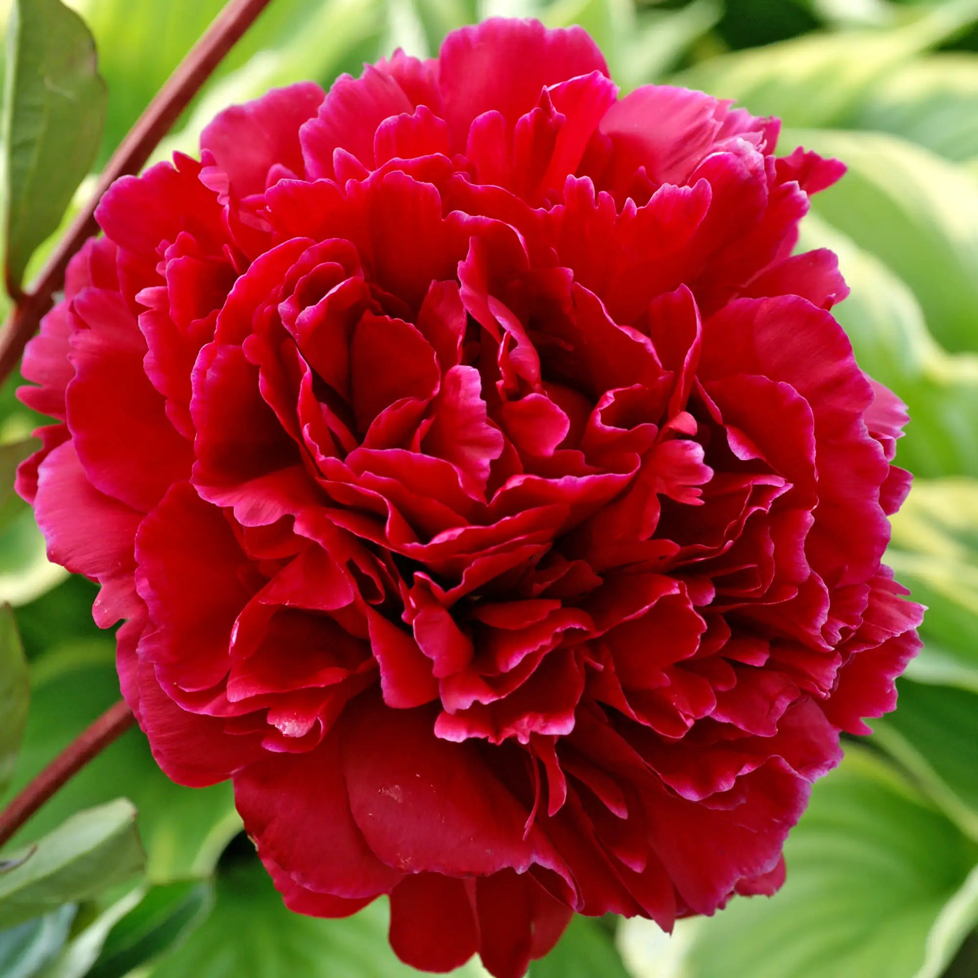 Peony Herbaceous 'Red Sarah Bernhardt'
