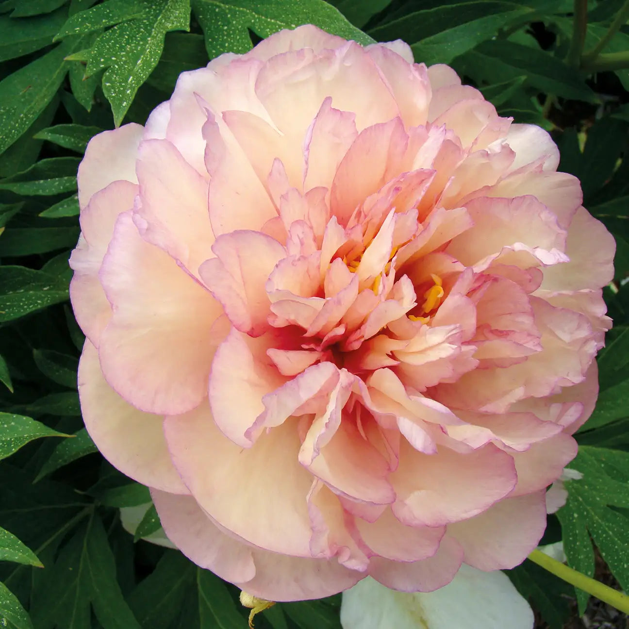 Peony Itoh 'Scrumdiddlyumptious'