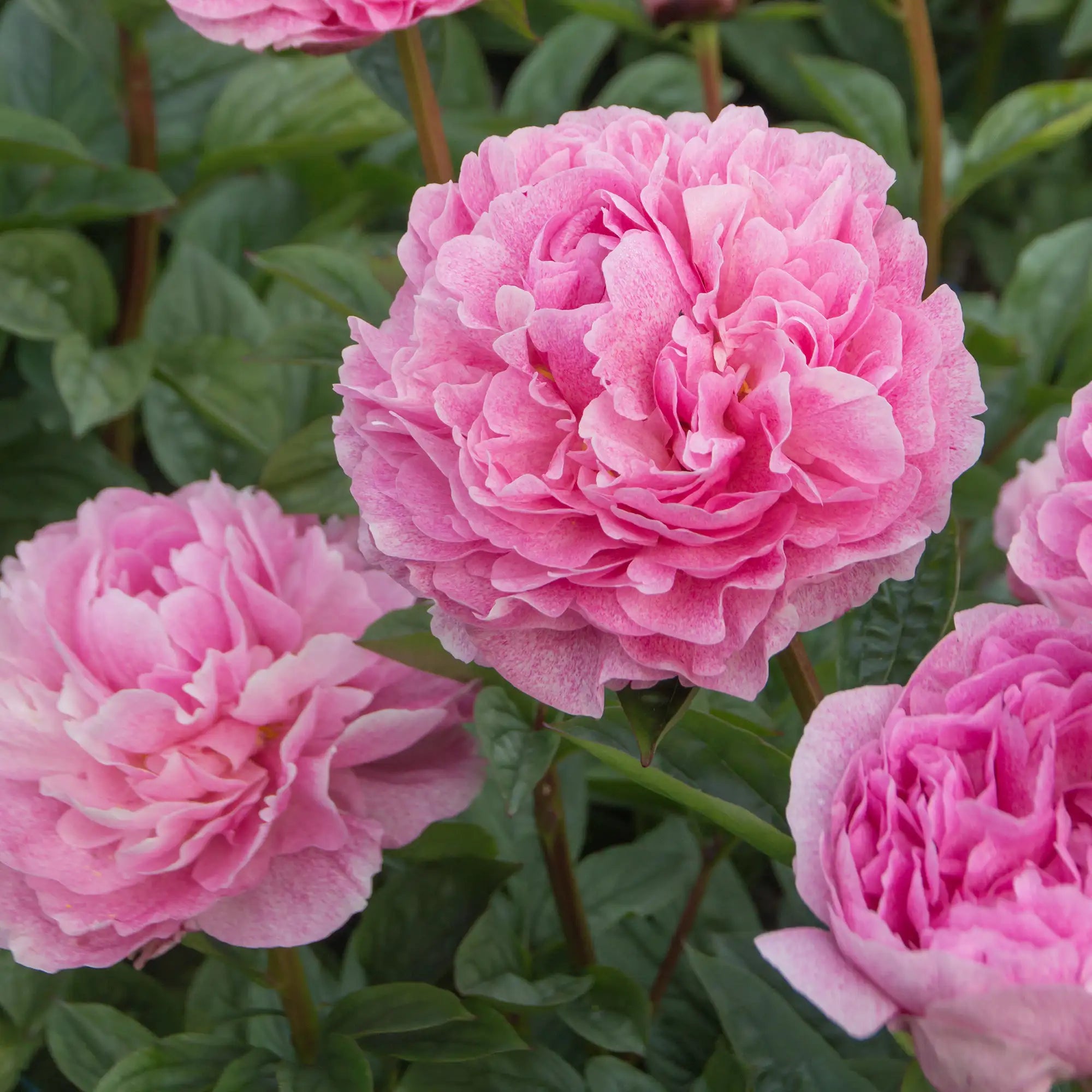 Peony Herbaceous 'The Fawn'