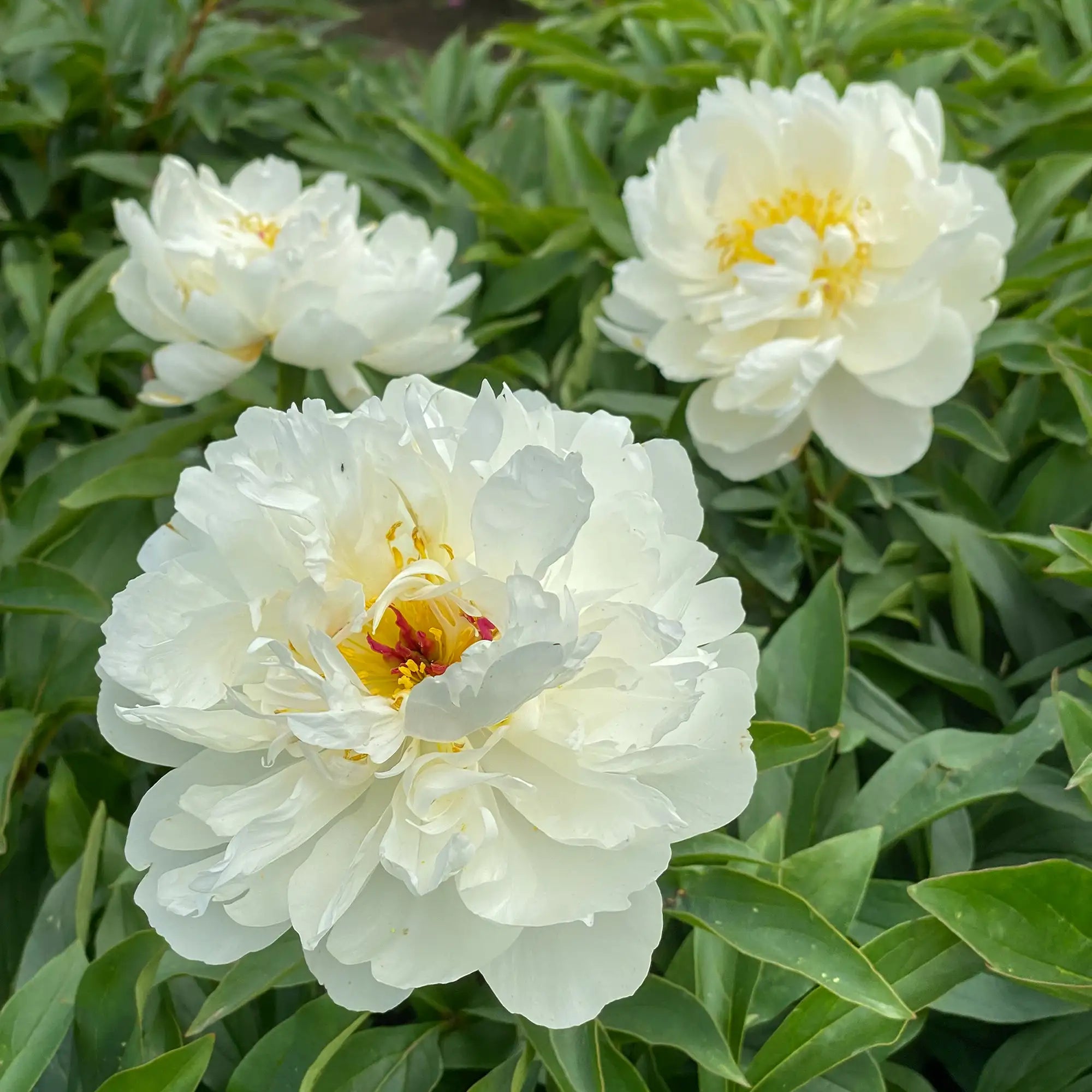 Peony Herbaceous 'Vogue'