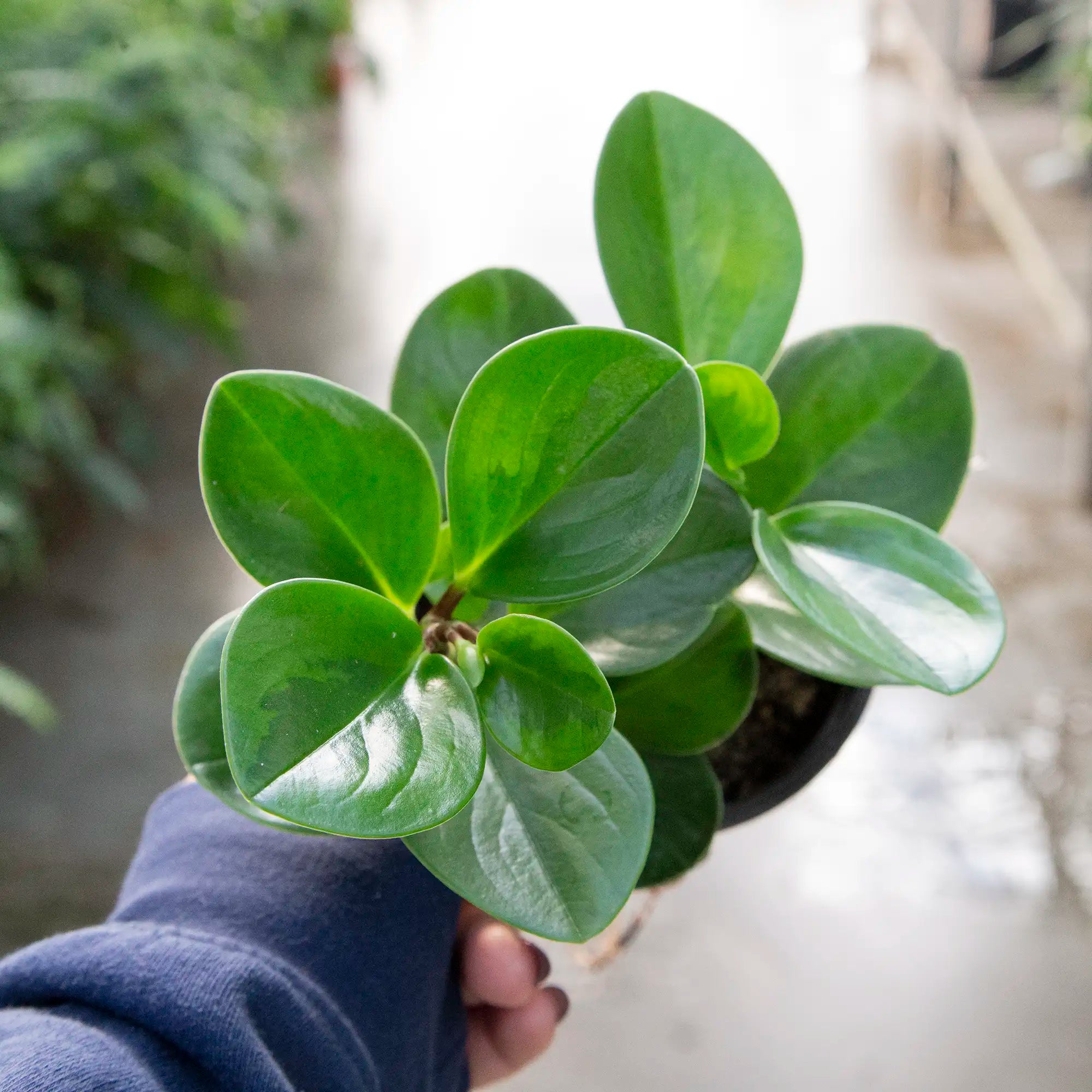 Peperomia obtusifolia