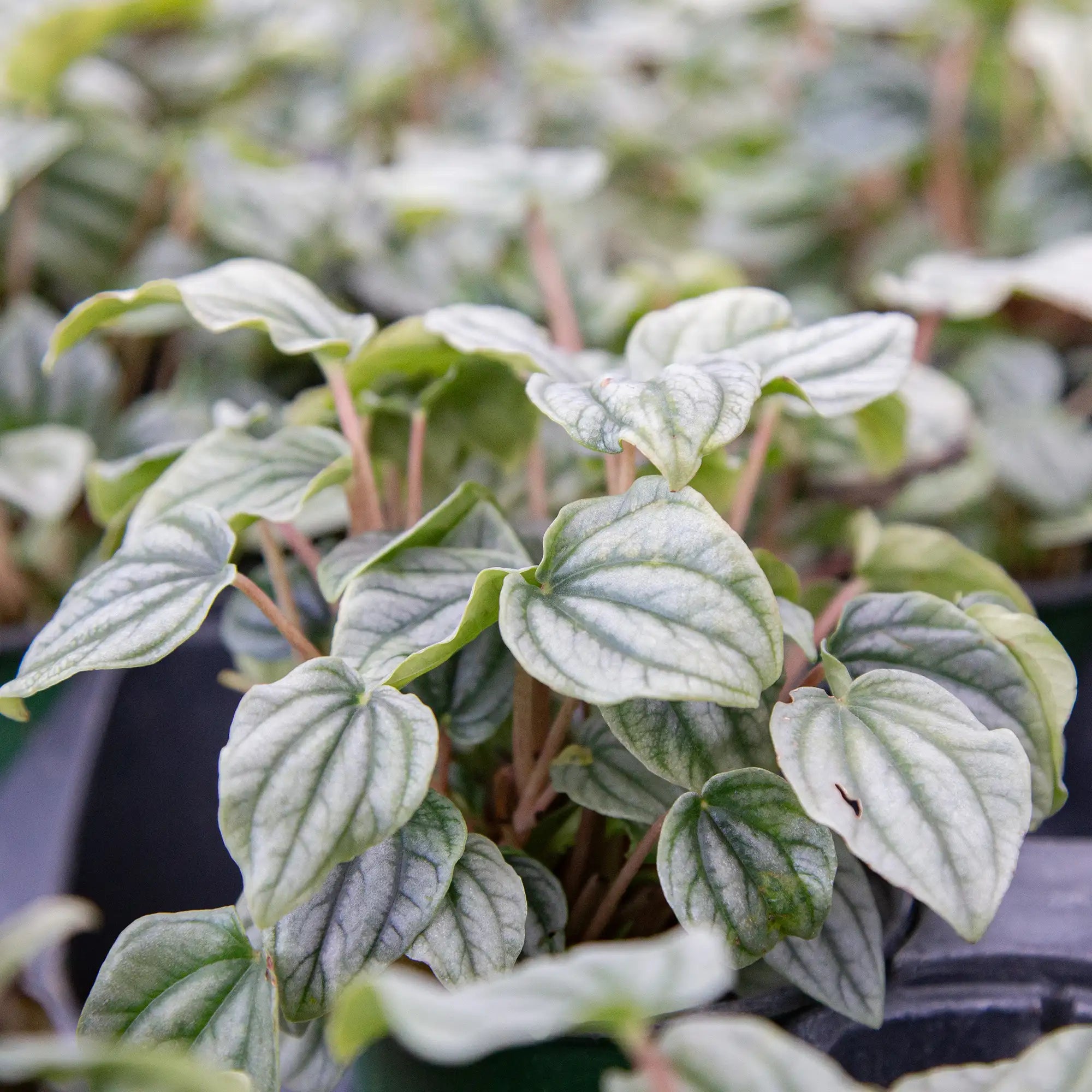 Peperomia Ripple 'Frost'