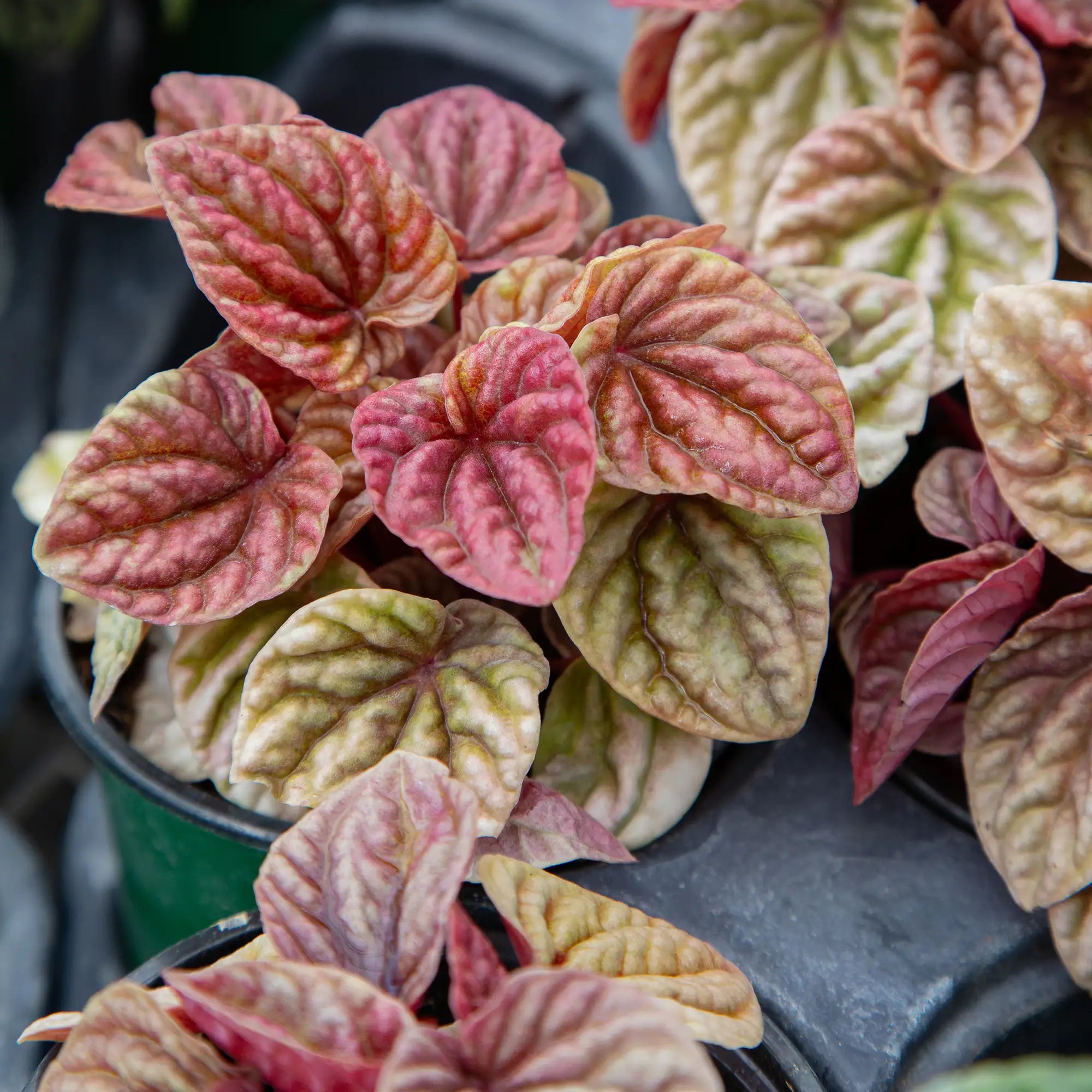 Peperomia Ripple 'Quito'