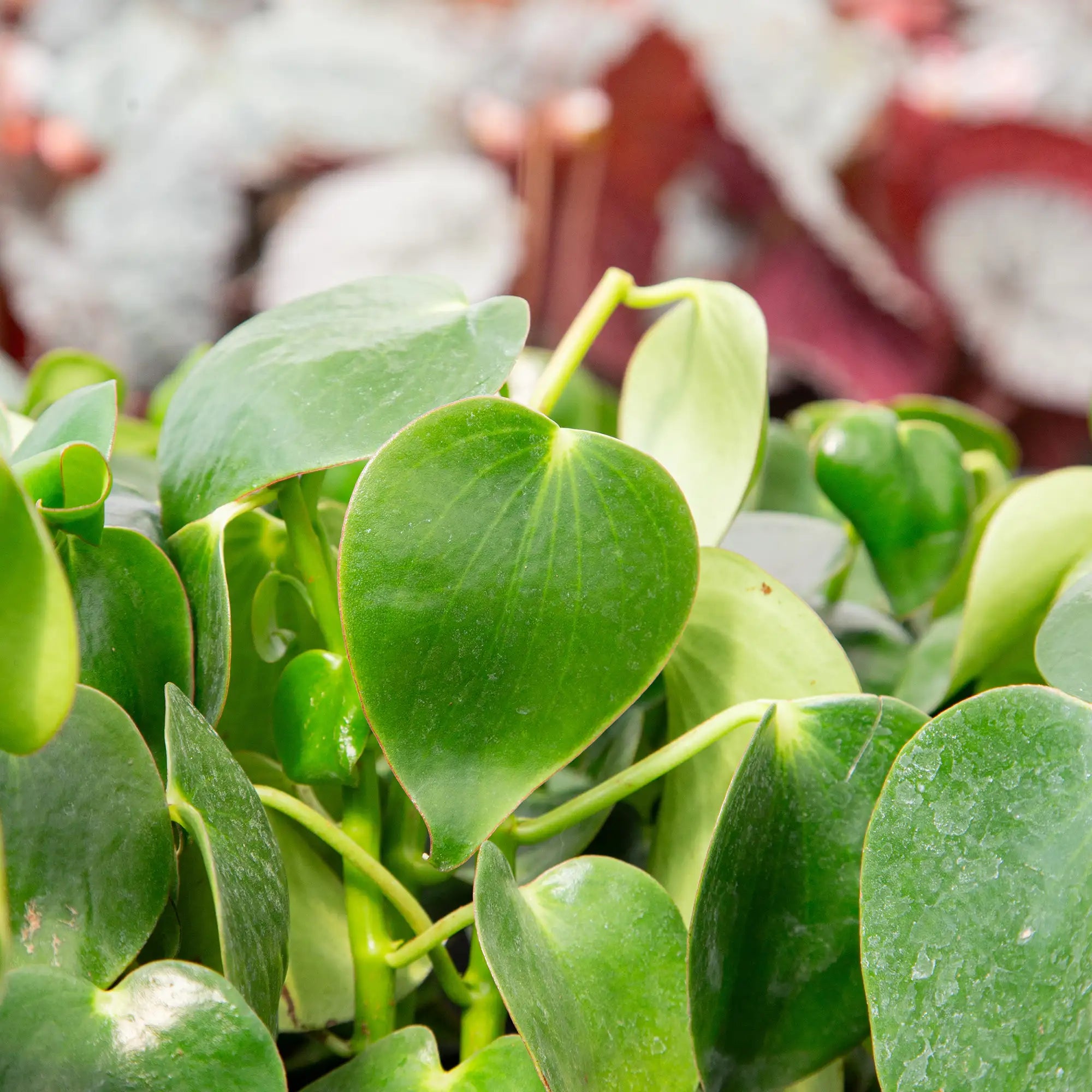 Peperomia 'Raindrop'