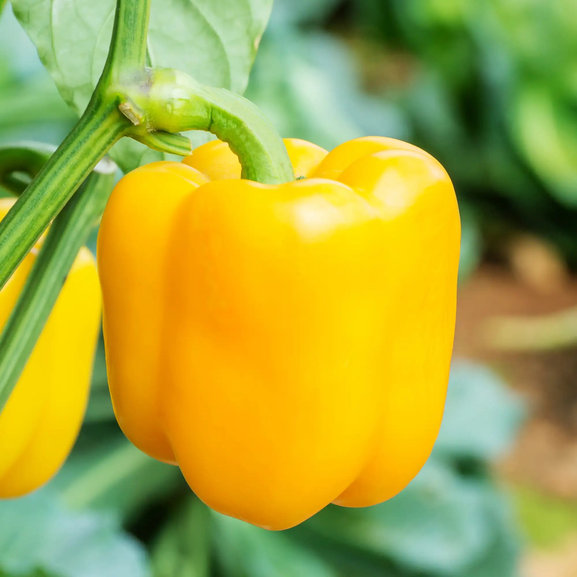 Pepper Bell 'Abay'