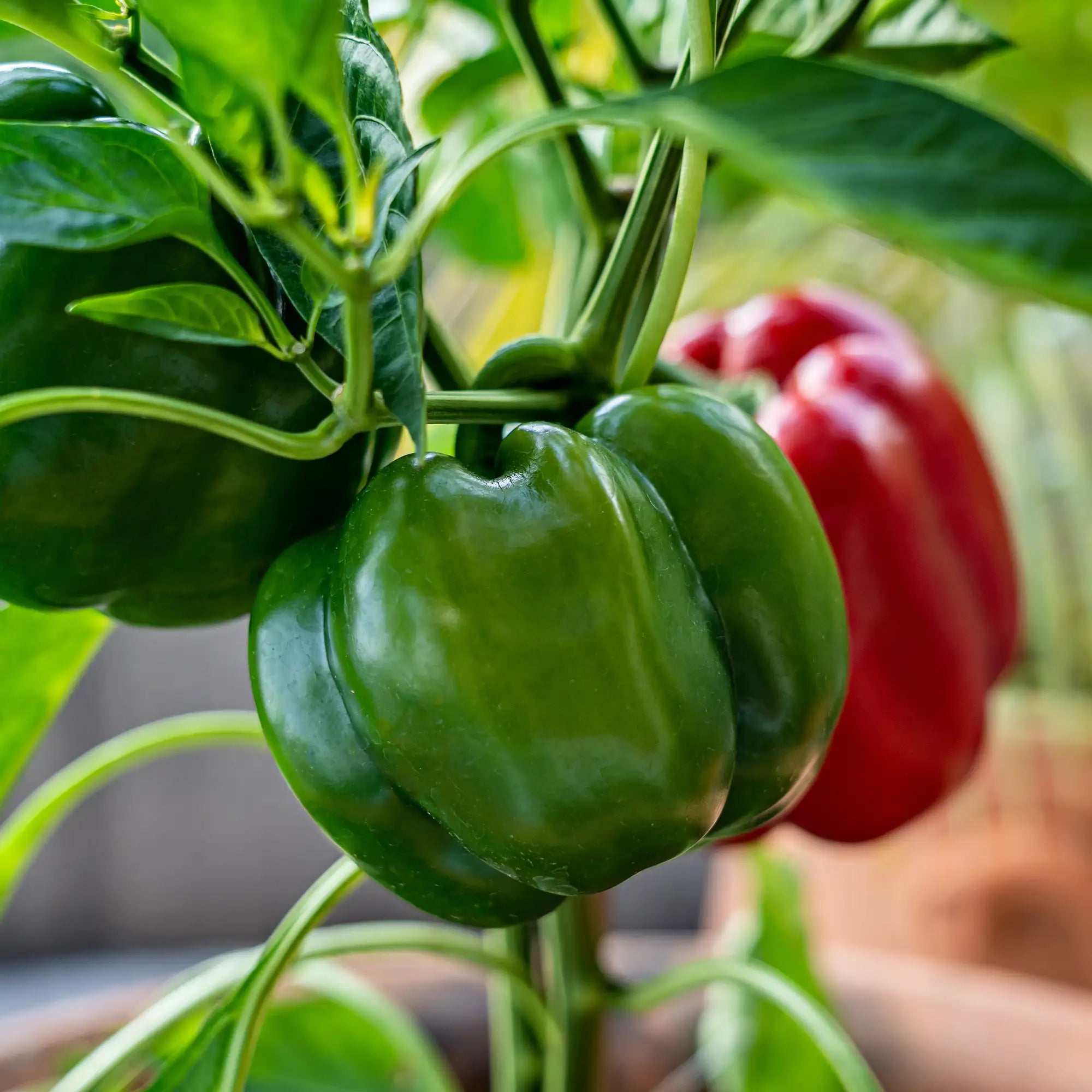 Pepper Bell 'California Wonder'