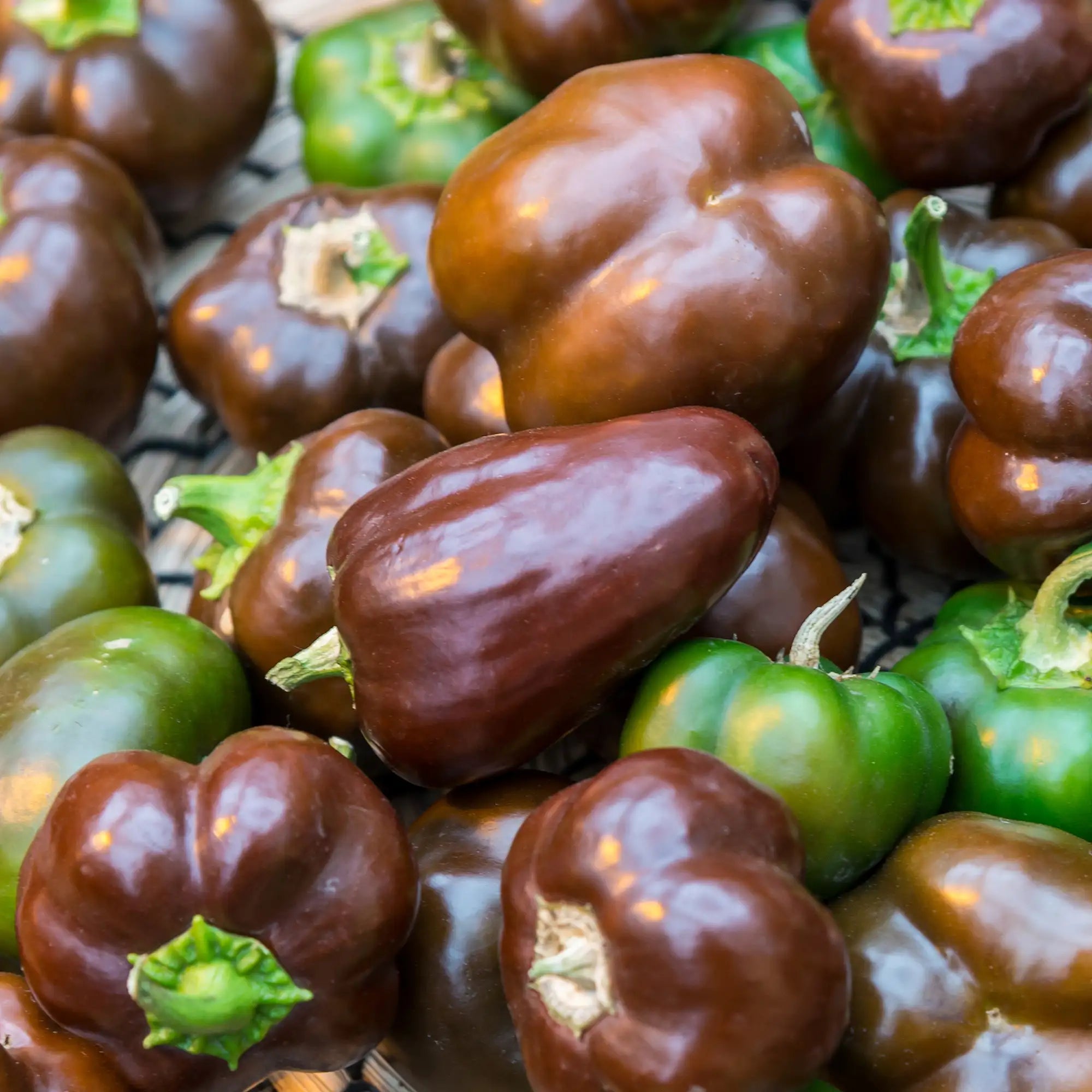 Pepper Bell 'Chocolate Beauty'