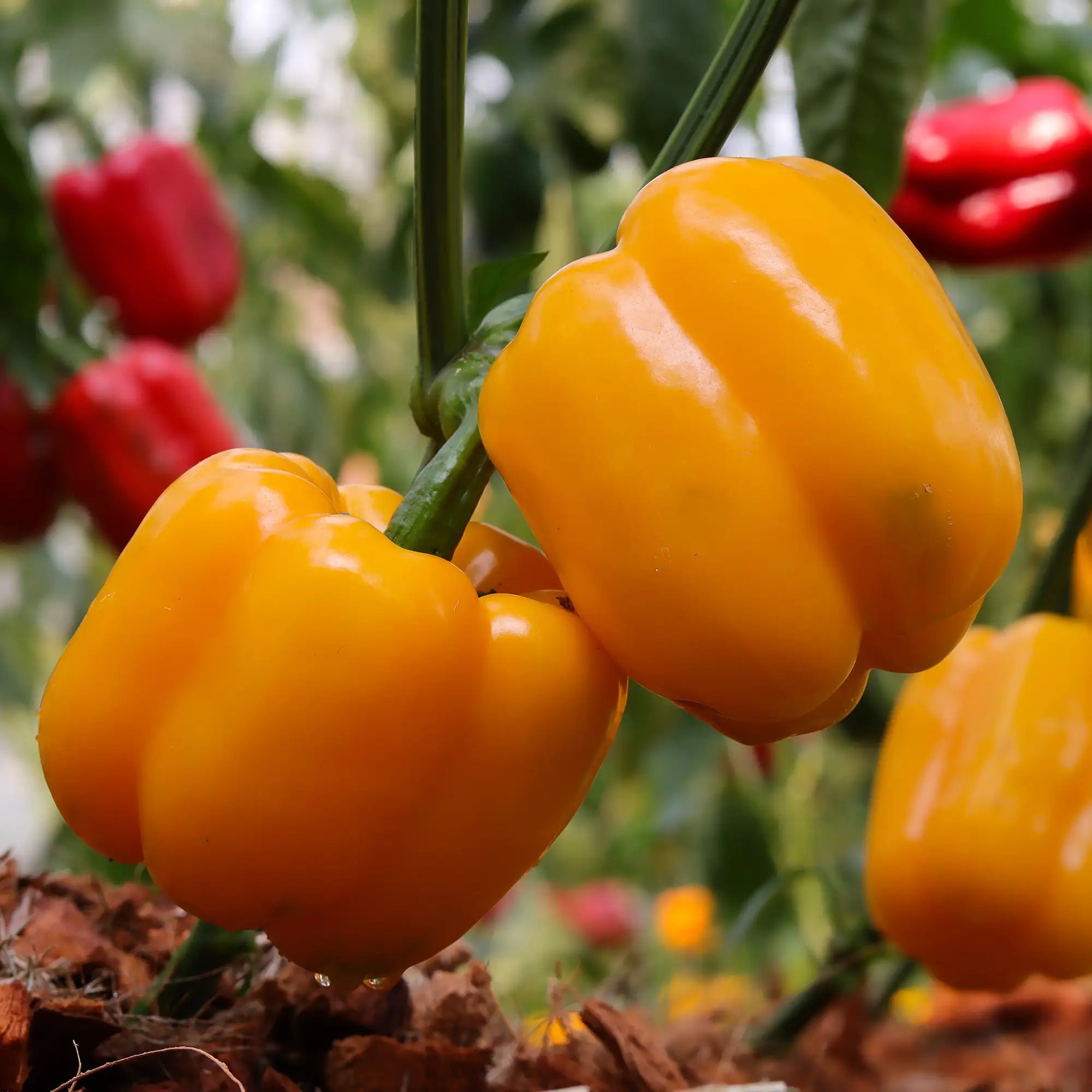 Pepper Bell 'Golden California Wonder'
