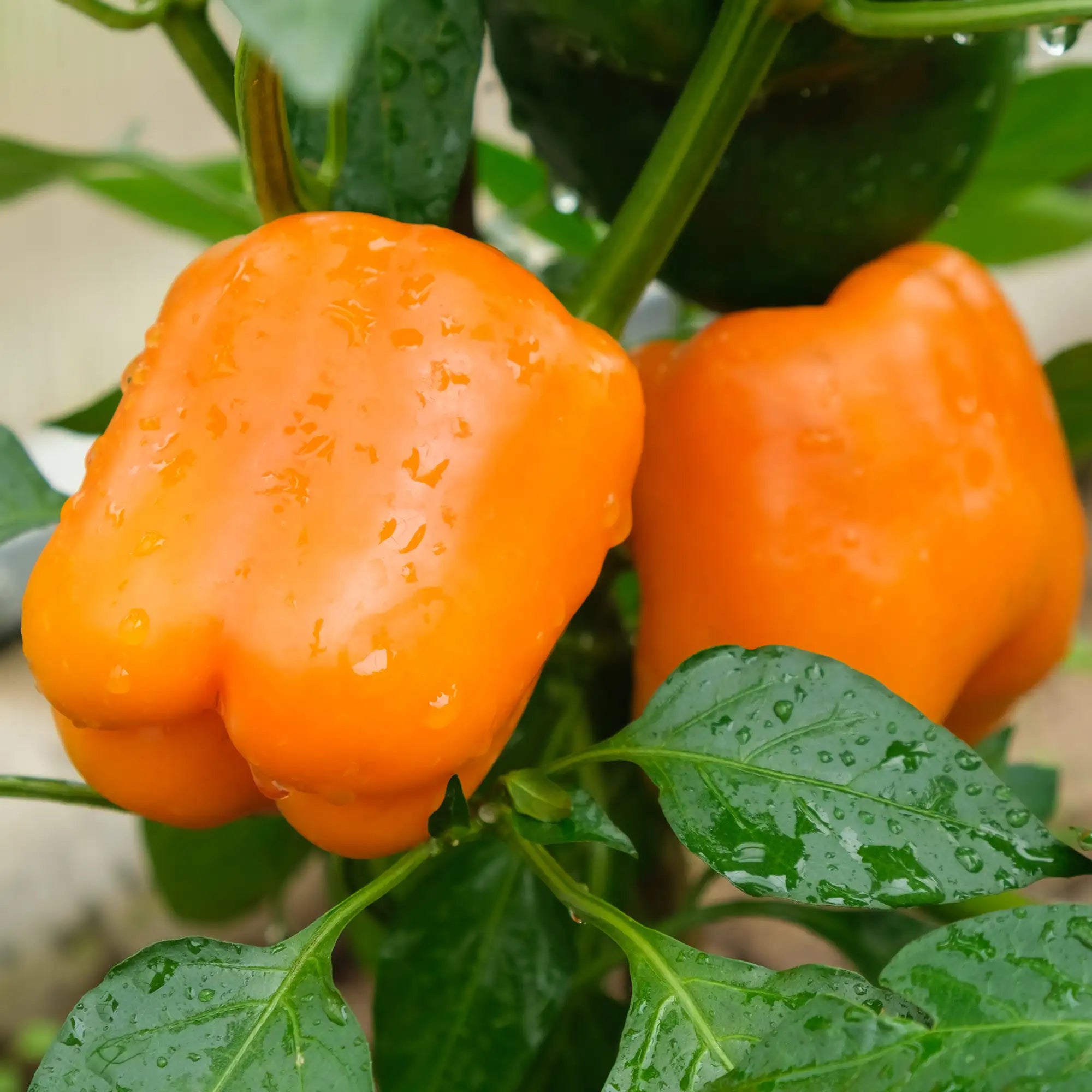 Pepper Bell 'Milena'