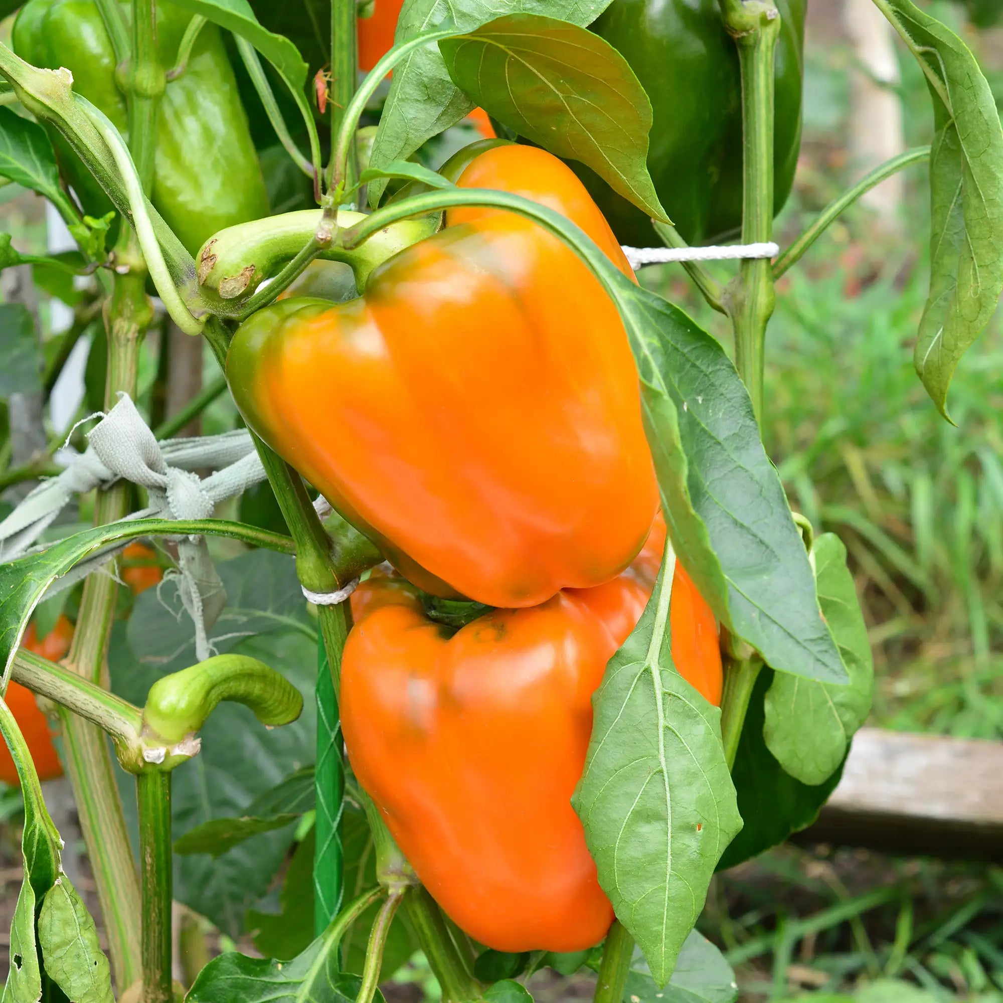 Pepper Bell Orange