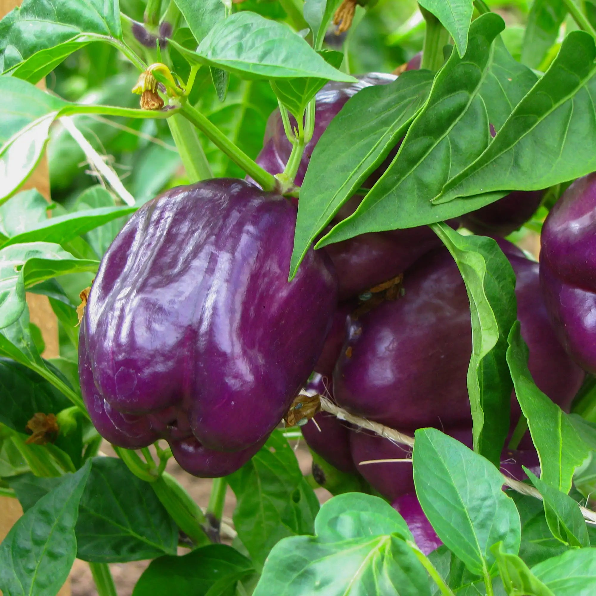 Pepper Bell 'Purple Beauty'