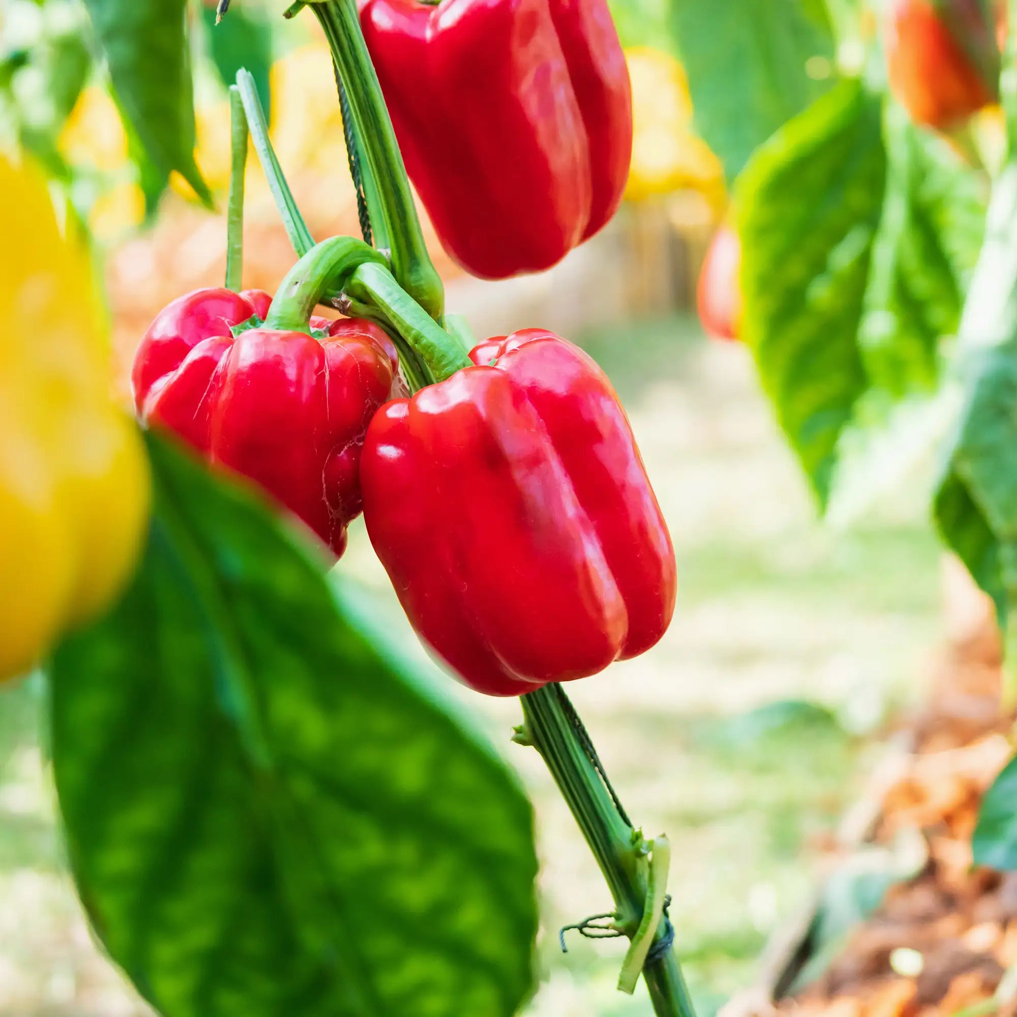 Pepper Bell 'Red Knight'