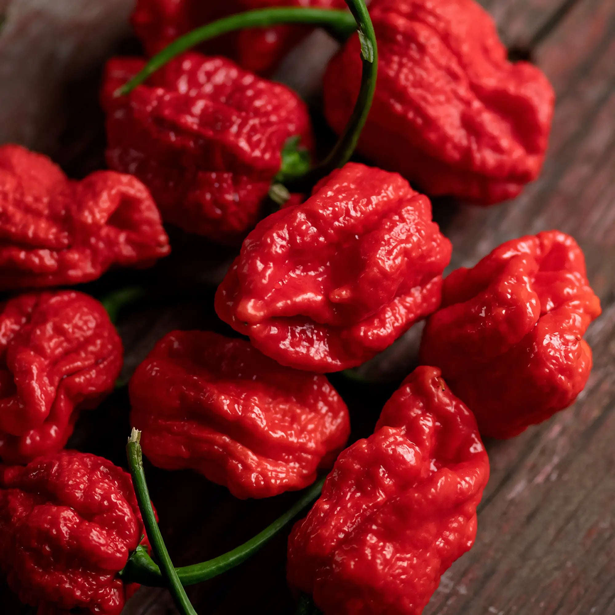 Pepper Extreme '7-Pot Brainstrain Red'