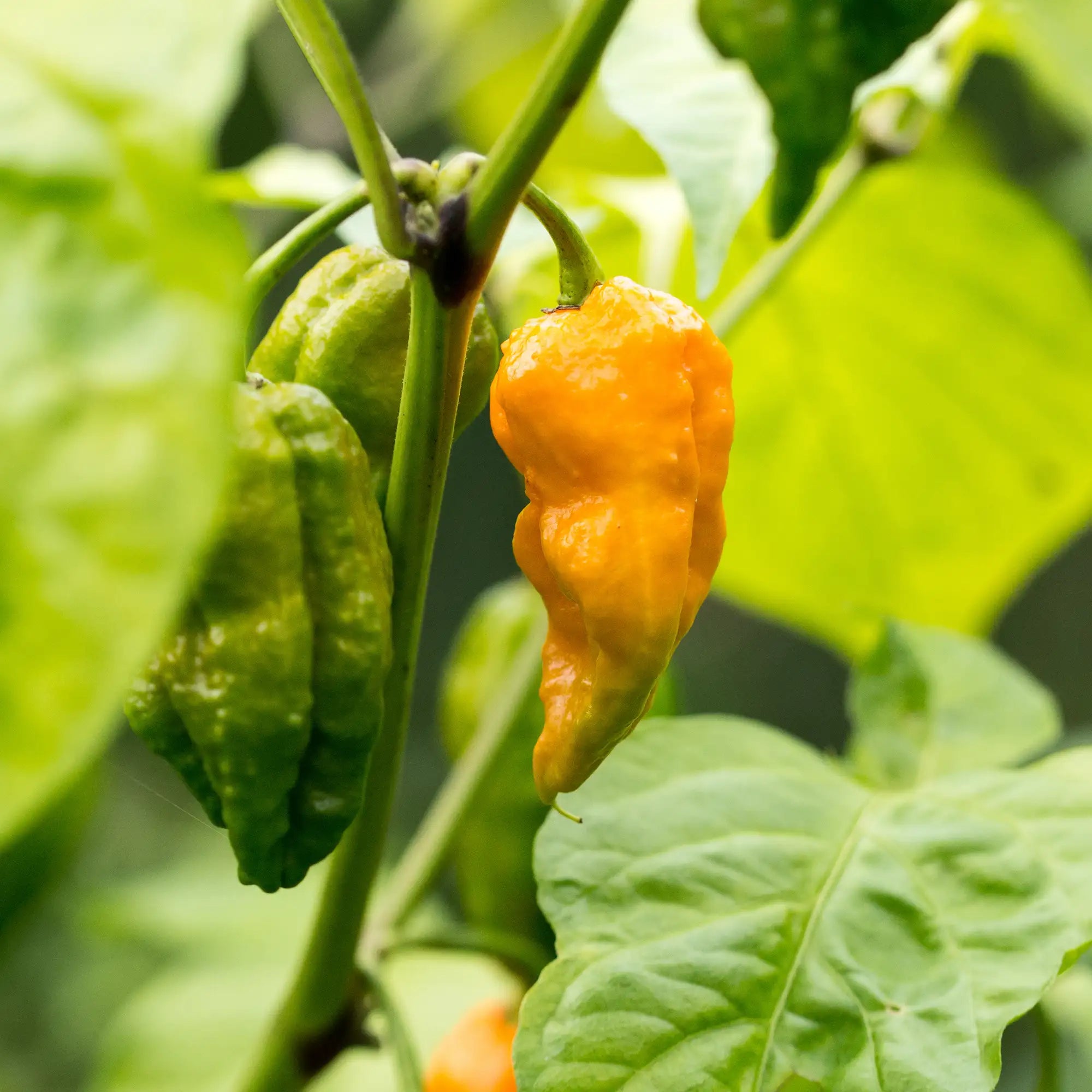 Pepper Extreme Bhut Jolokia/Ghost Pepper 'Peach'