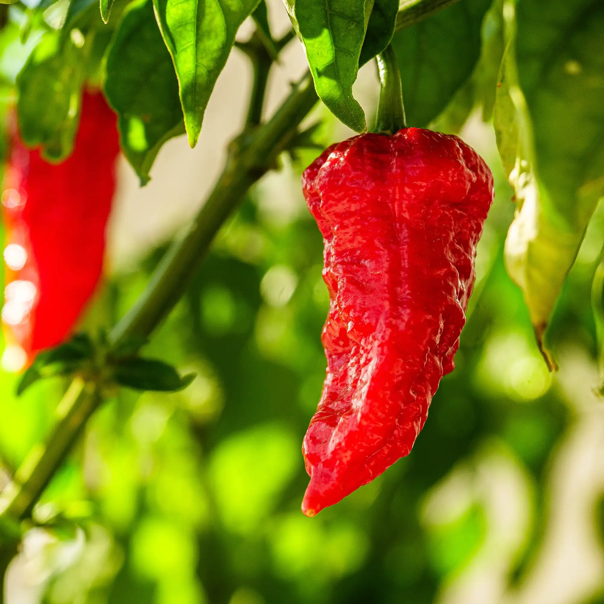Pepper Extreme Bhut Jolokia/Ghost Pepper 'Red'