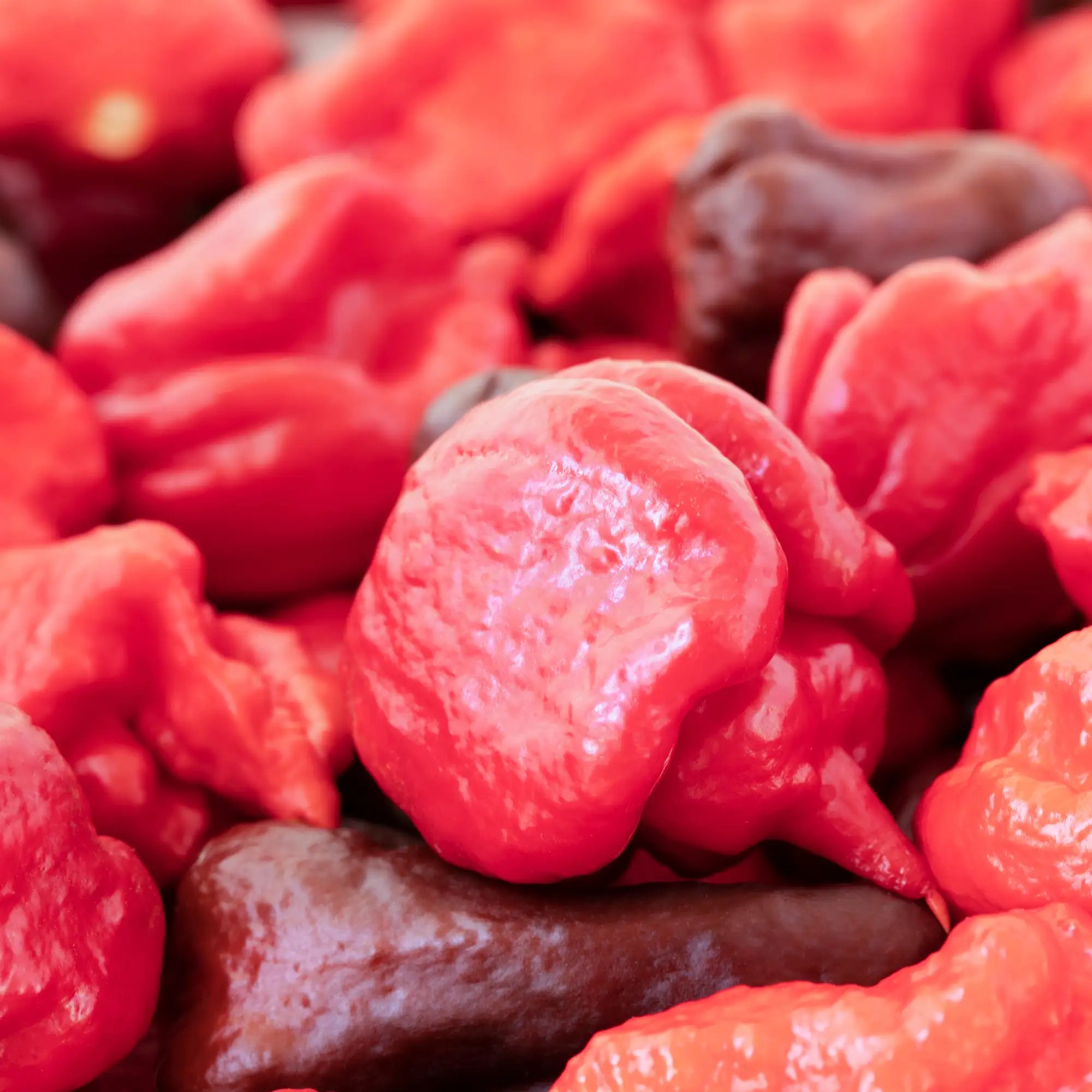 Pepper Extreme 'Carolina Reaper'