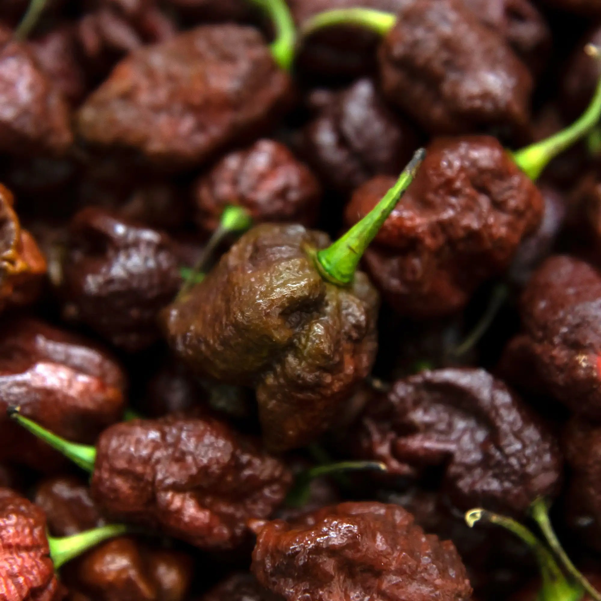 Pepper Extreme 'Chocolate Trindad Scorpion'