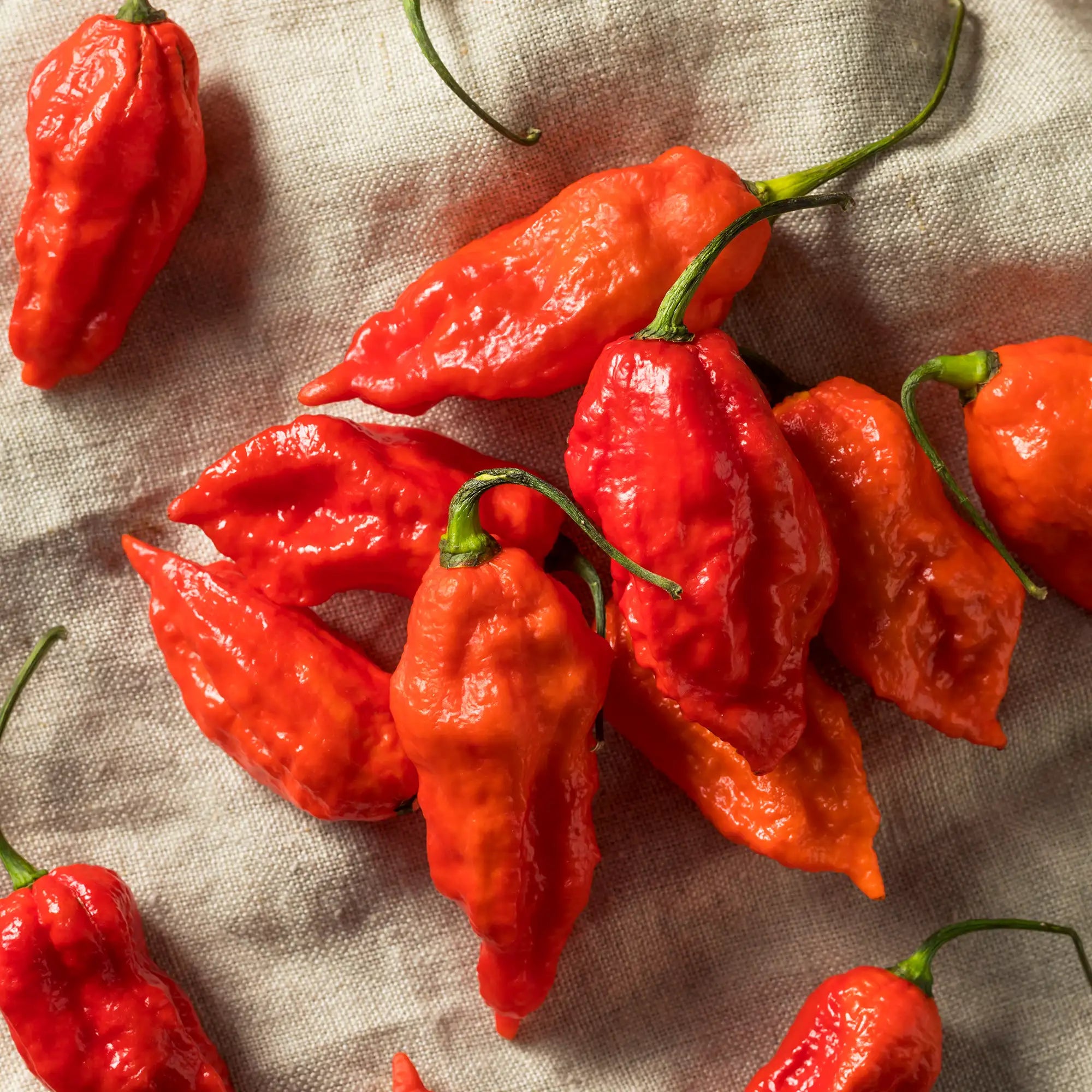 Pepper Extreme 'Leviathan Scorpion'