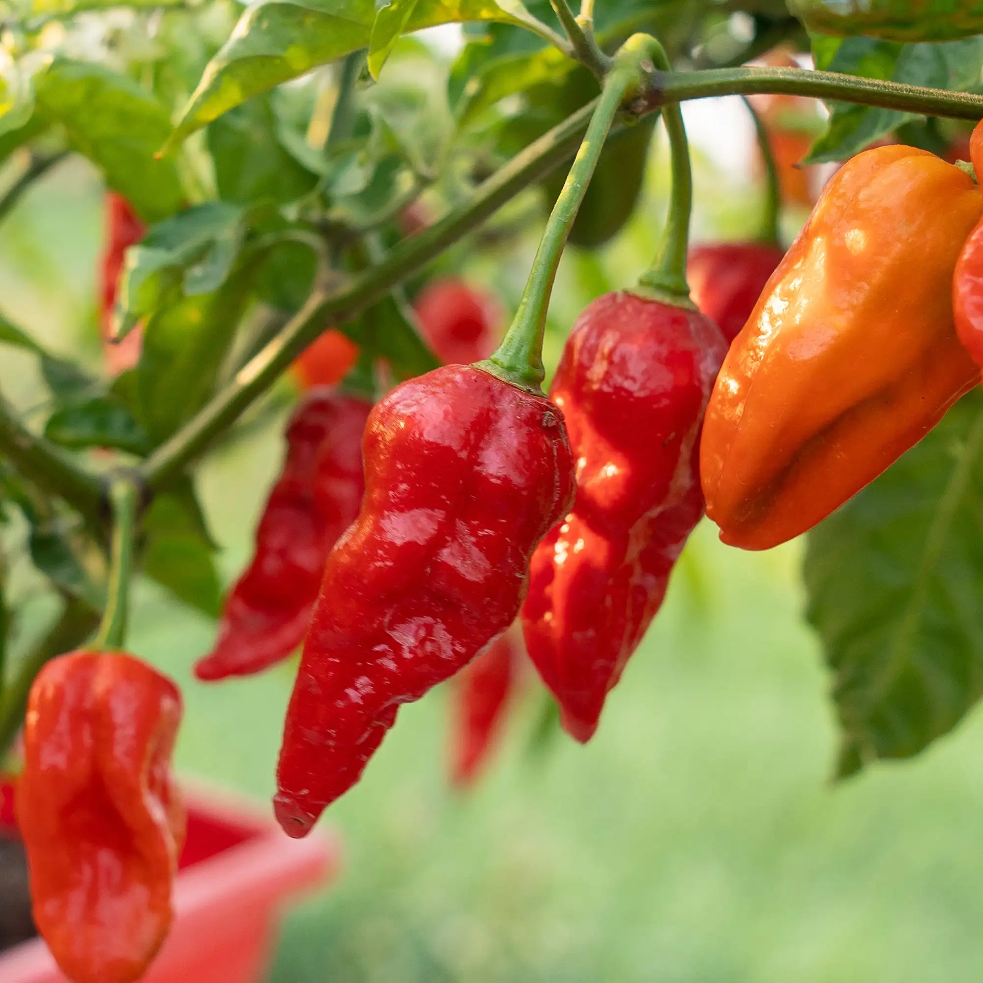 Pepper Extreme Naga Morich 'Red'