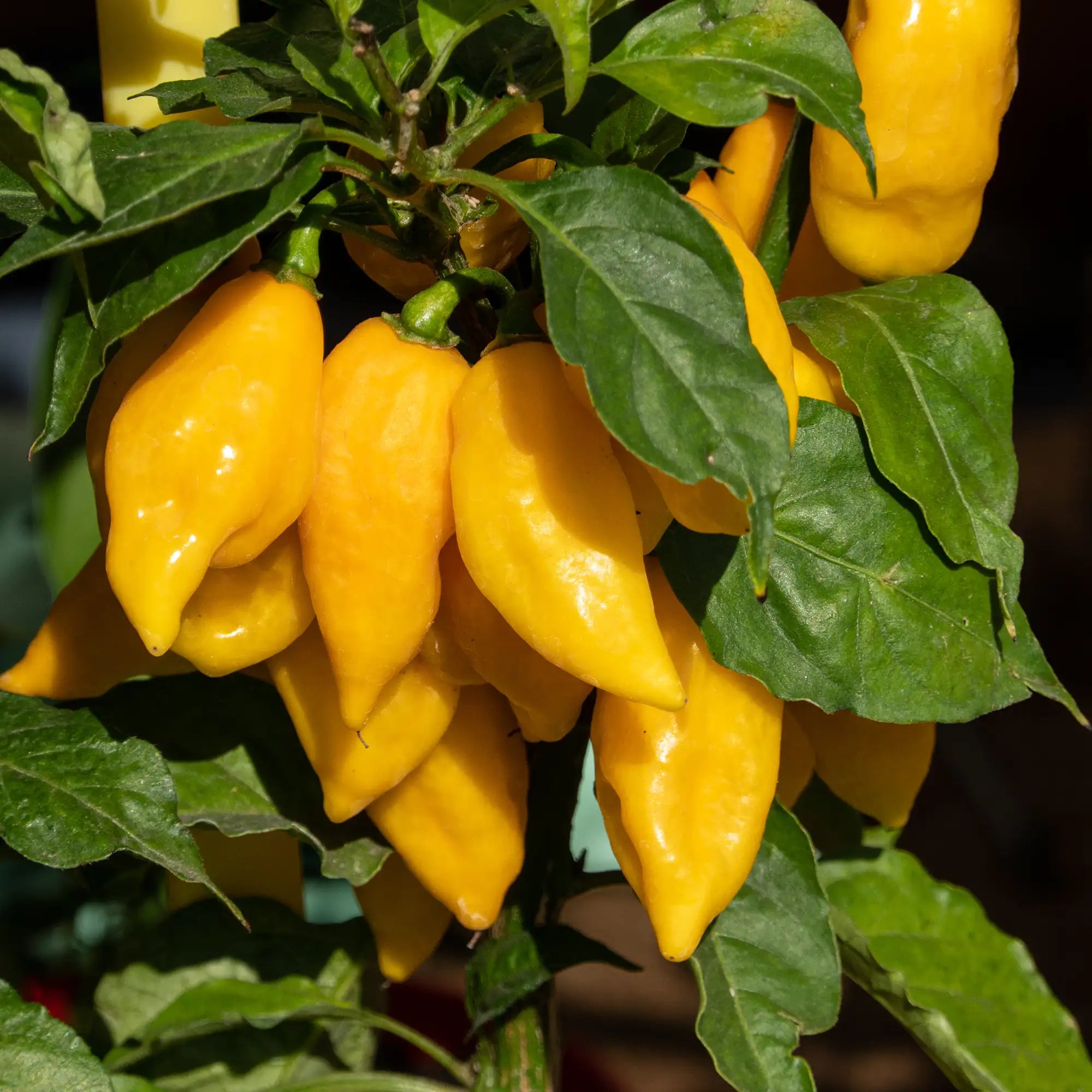 Pepper Extreme Naga Morich 'Yellow'