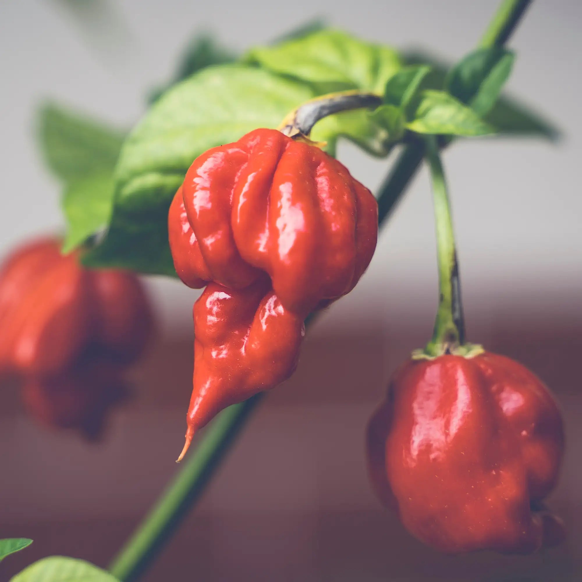 Pepper Extreme 'Trinidad Moruga Scorpion'