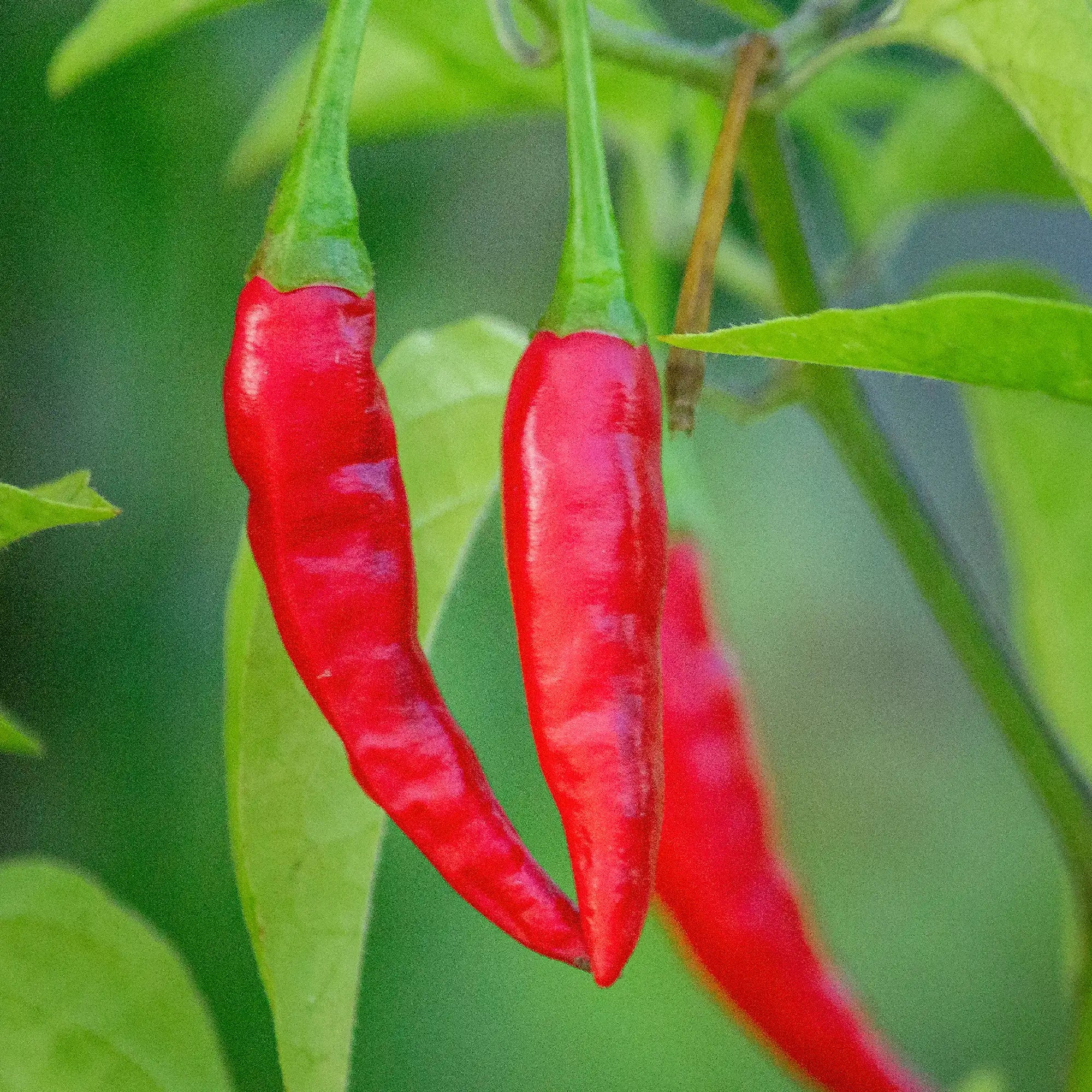 Pepper Hot 'Portugal'