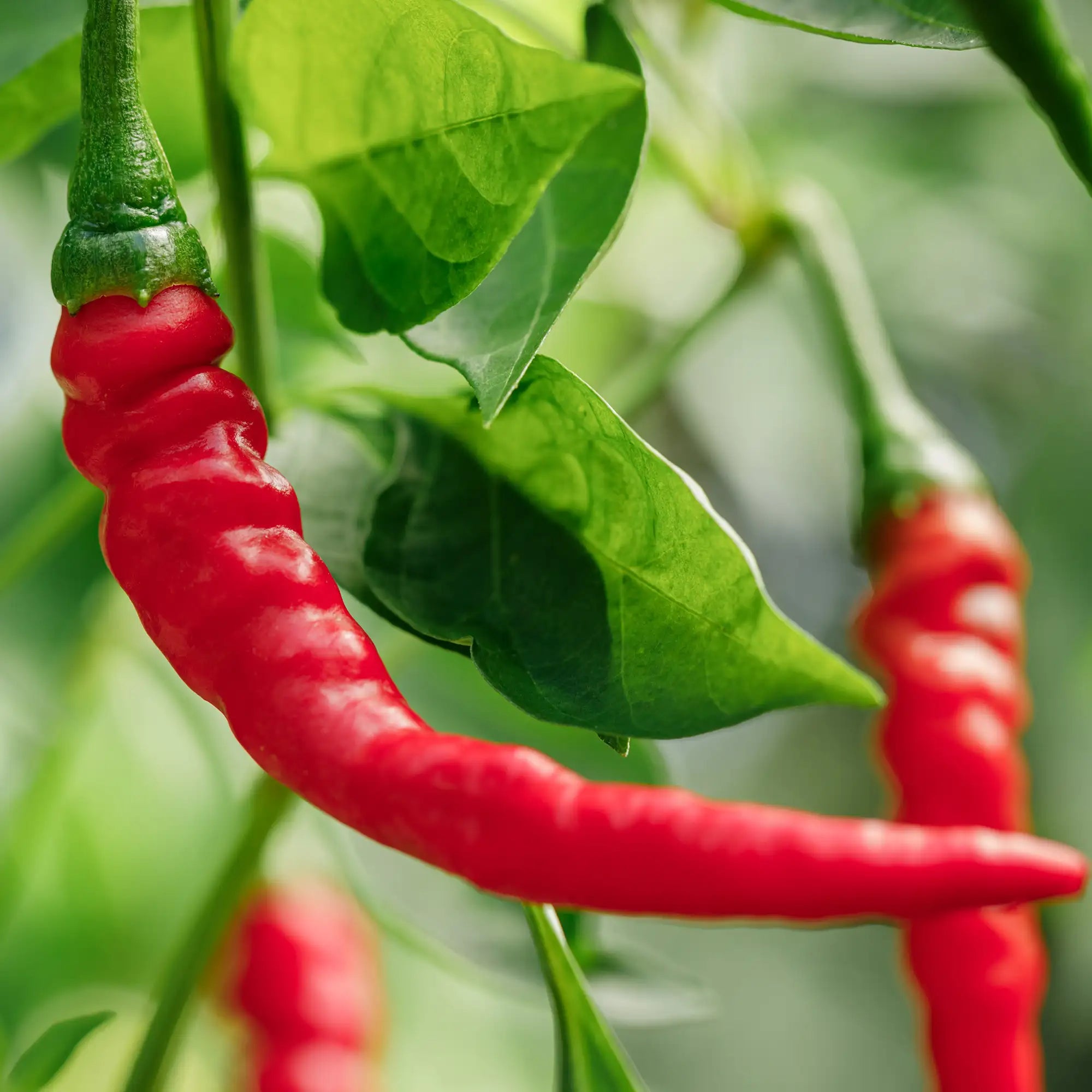 Pepper Hot 'Ring of Fire'