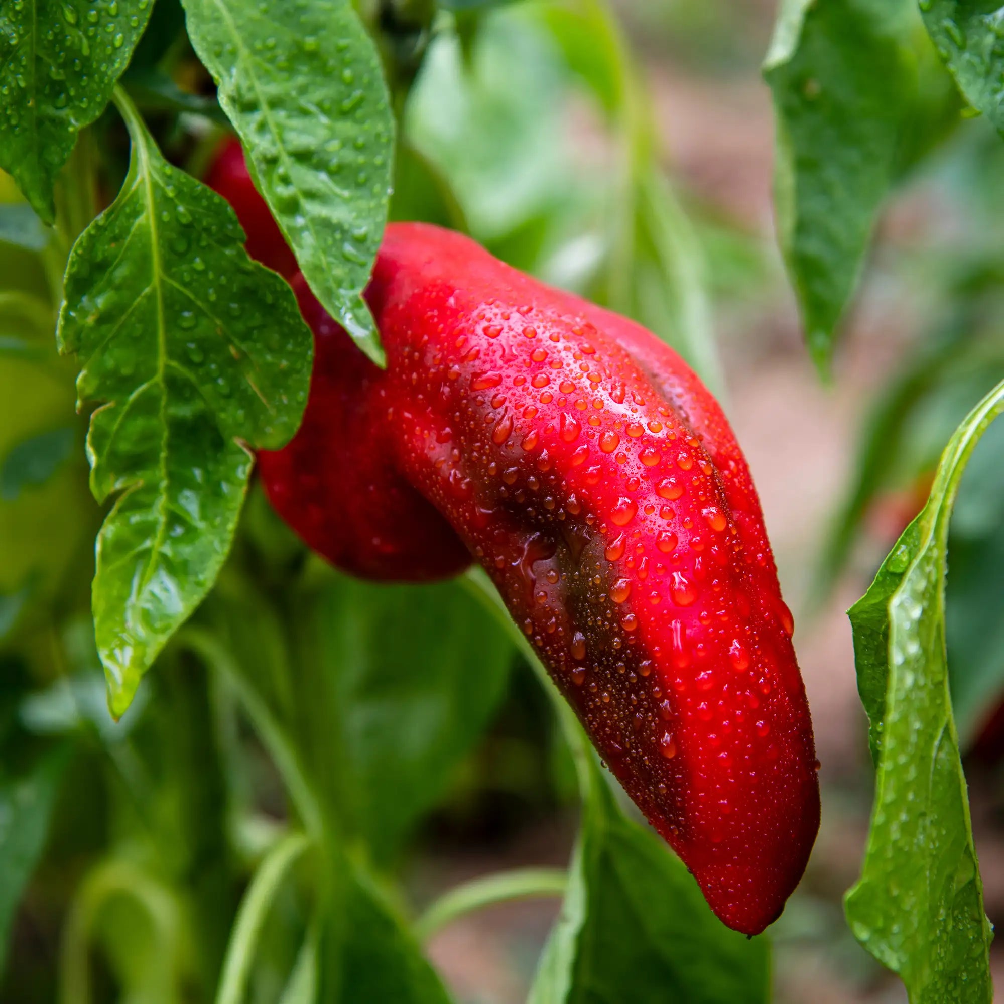 Pepper Hotter 'Devil's Tongue'