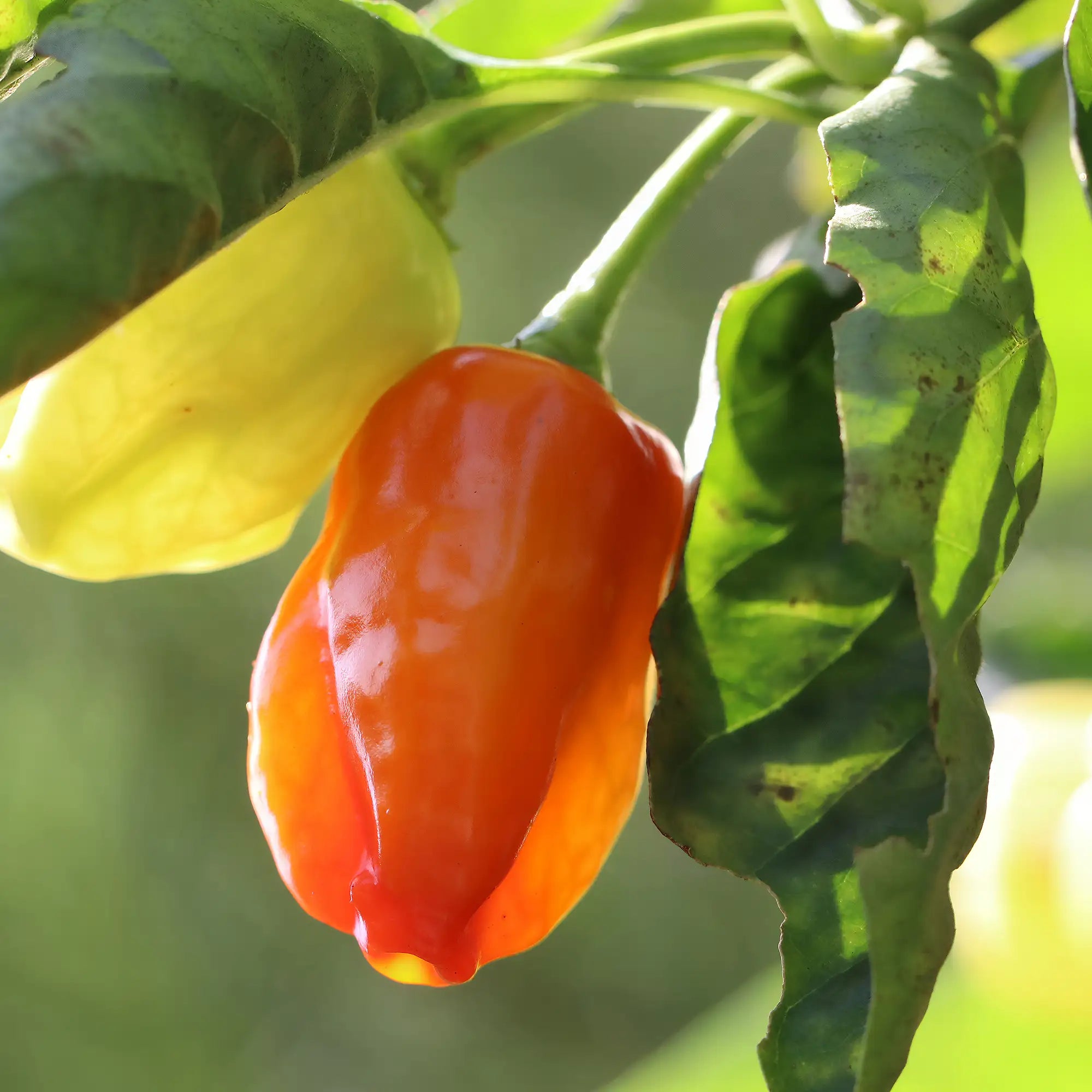 Pepper Hotter Habanero 'Orange'