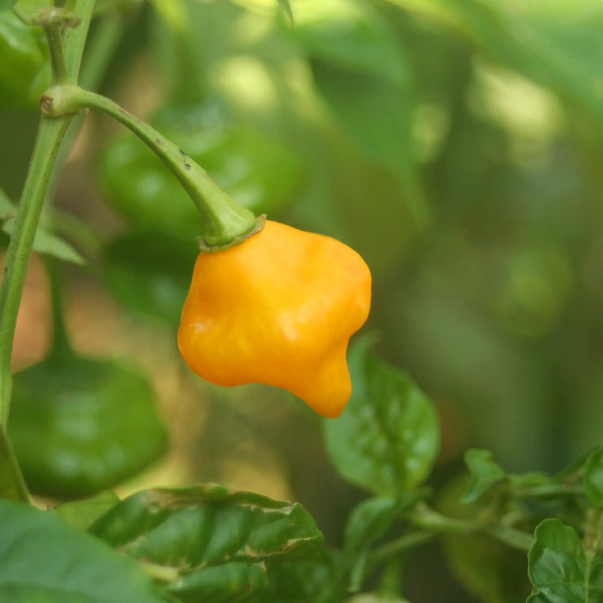 Pepper Hotter Scotch Bonnet 'Yellow'