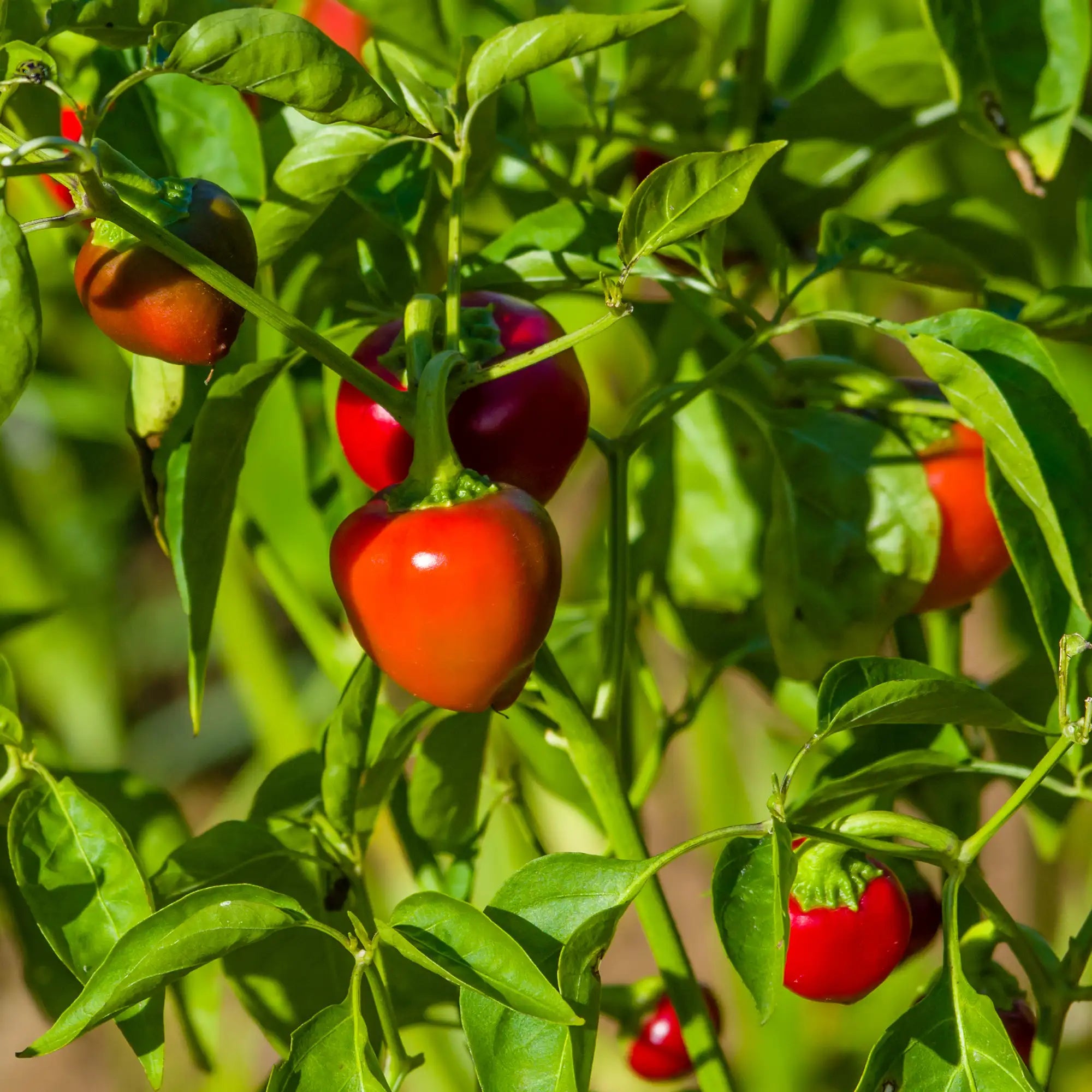 Pepper Hotter 'Wiri Wiri Red'