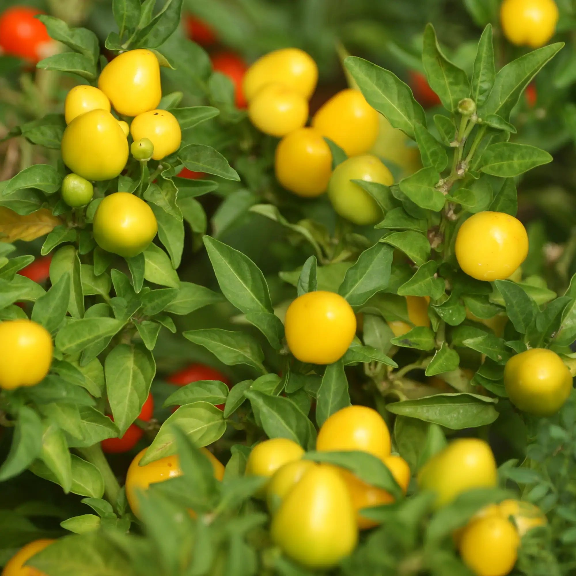 Pepper Hotter 'Wiri Wiri Yellow'