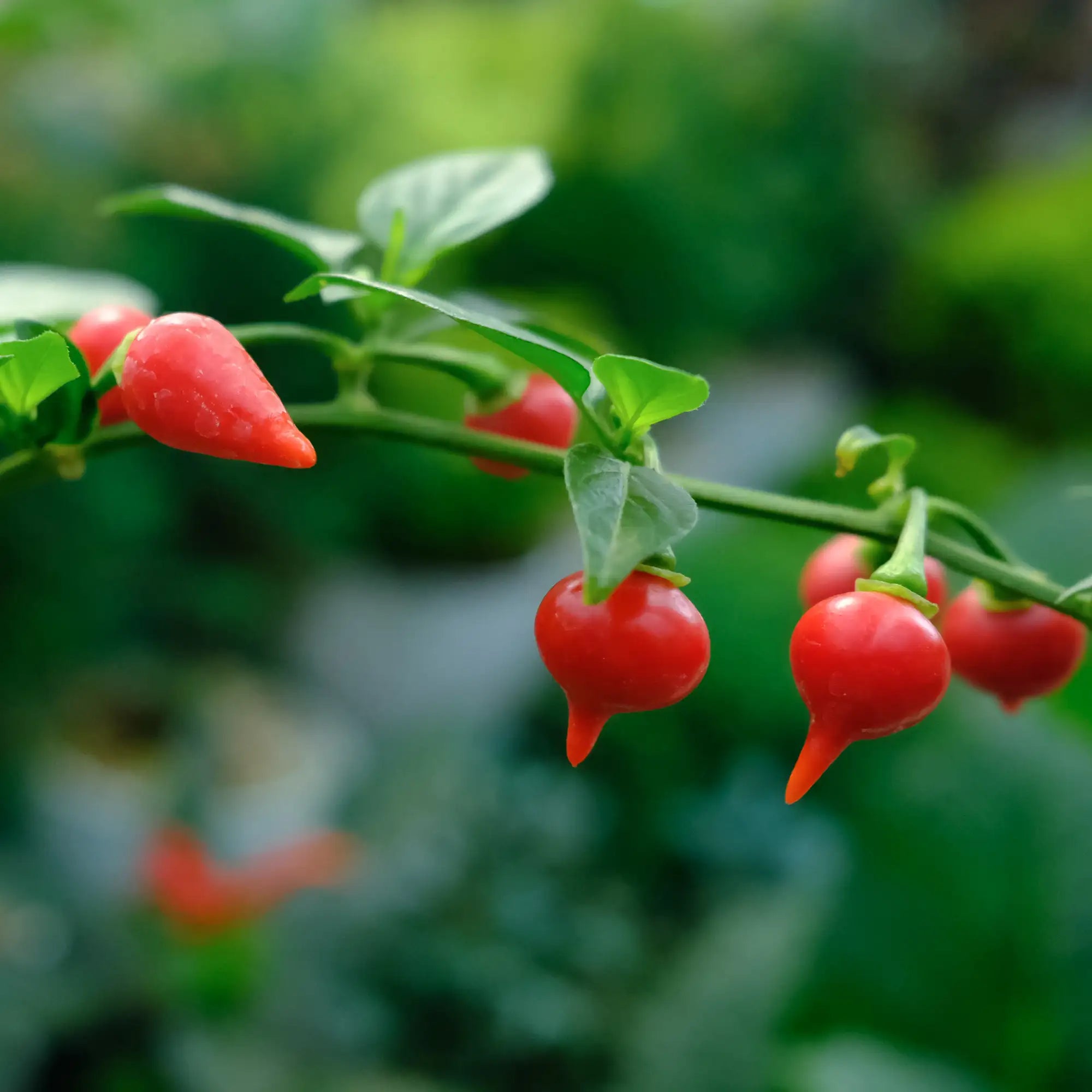 Pepper Mild 'Biquinho Red'
