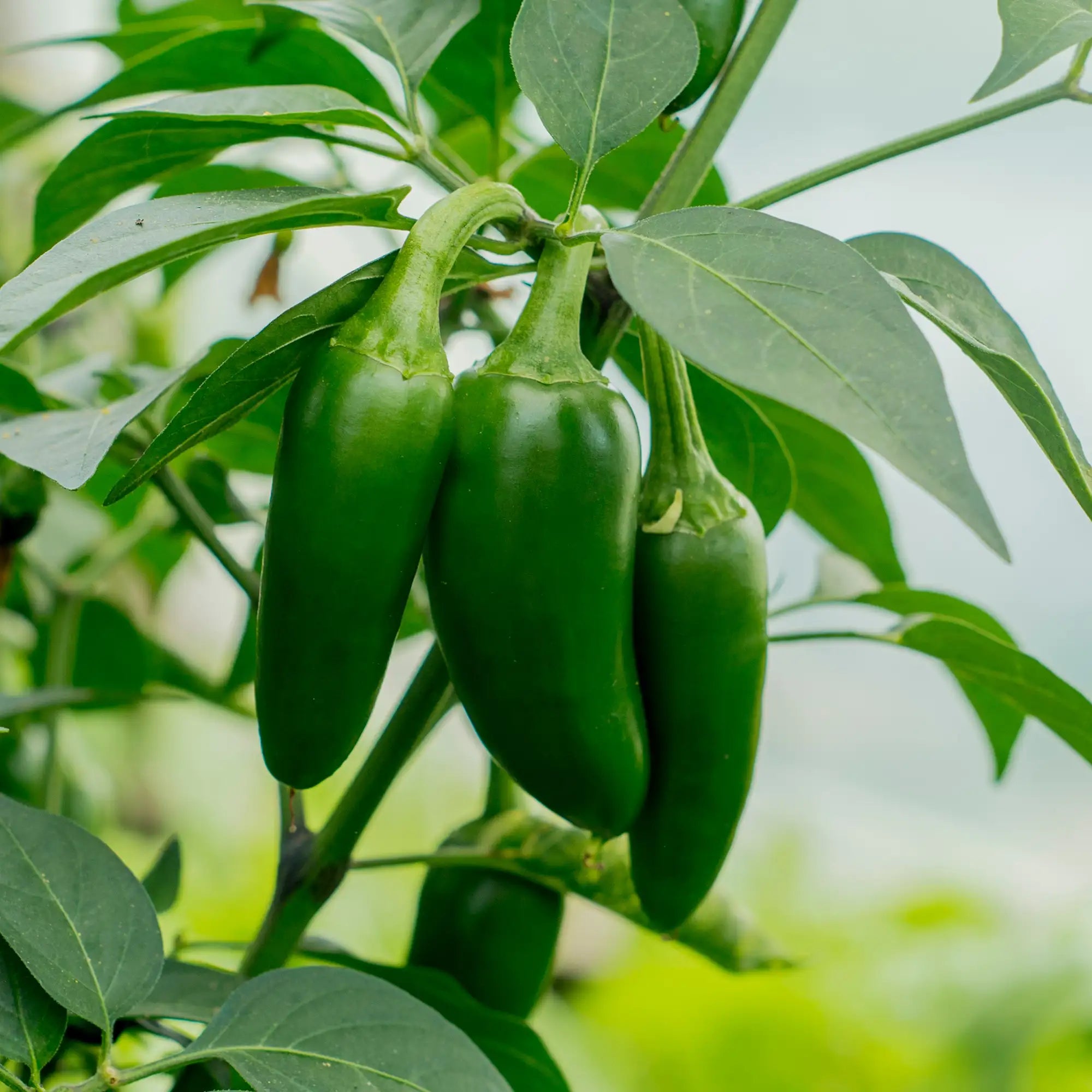 Pepper Mild Jalapeno