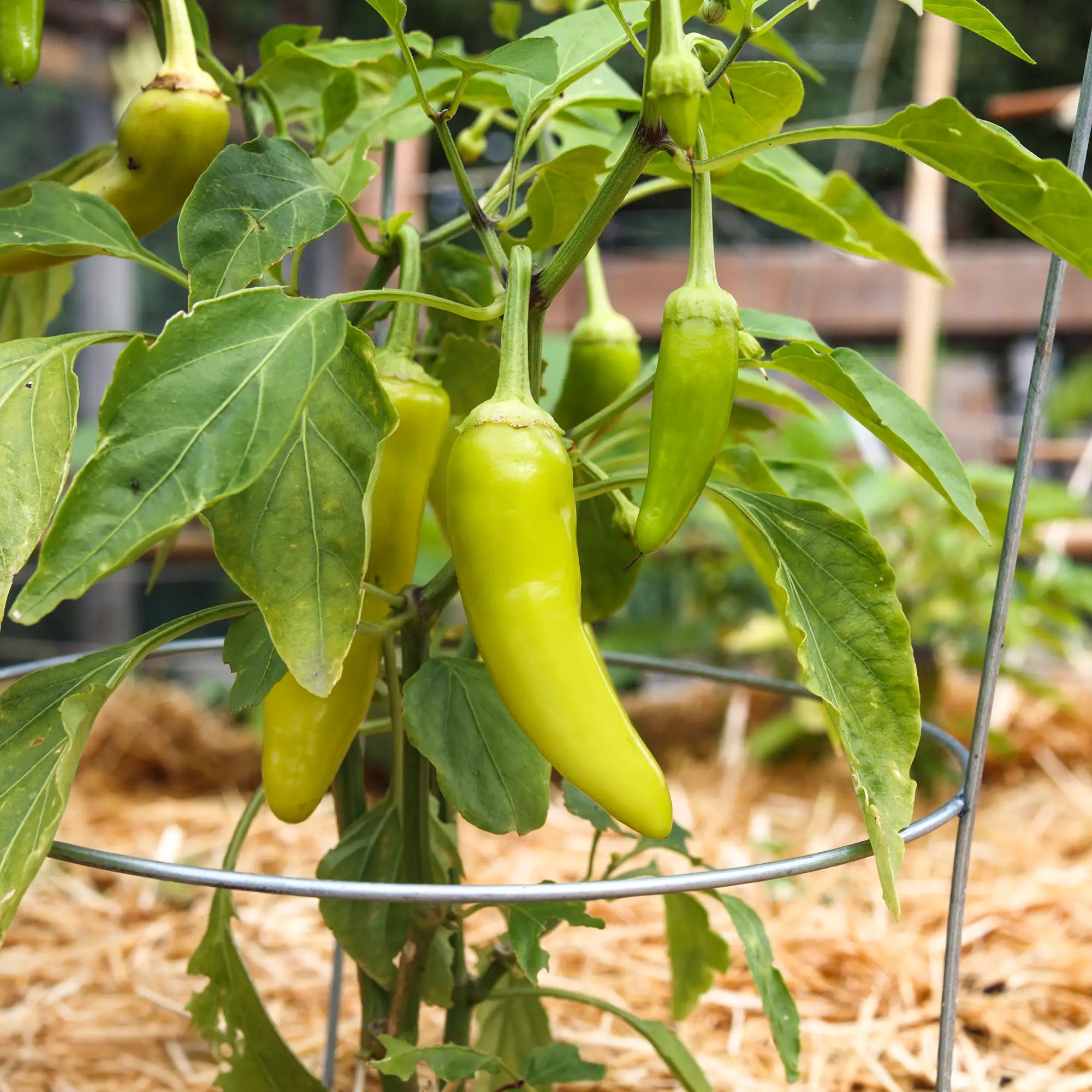 Pepper Sweet Banana