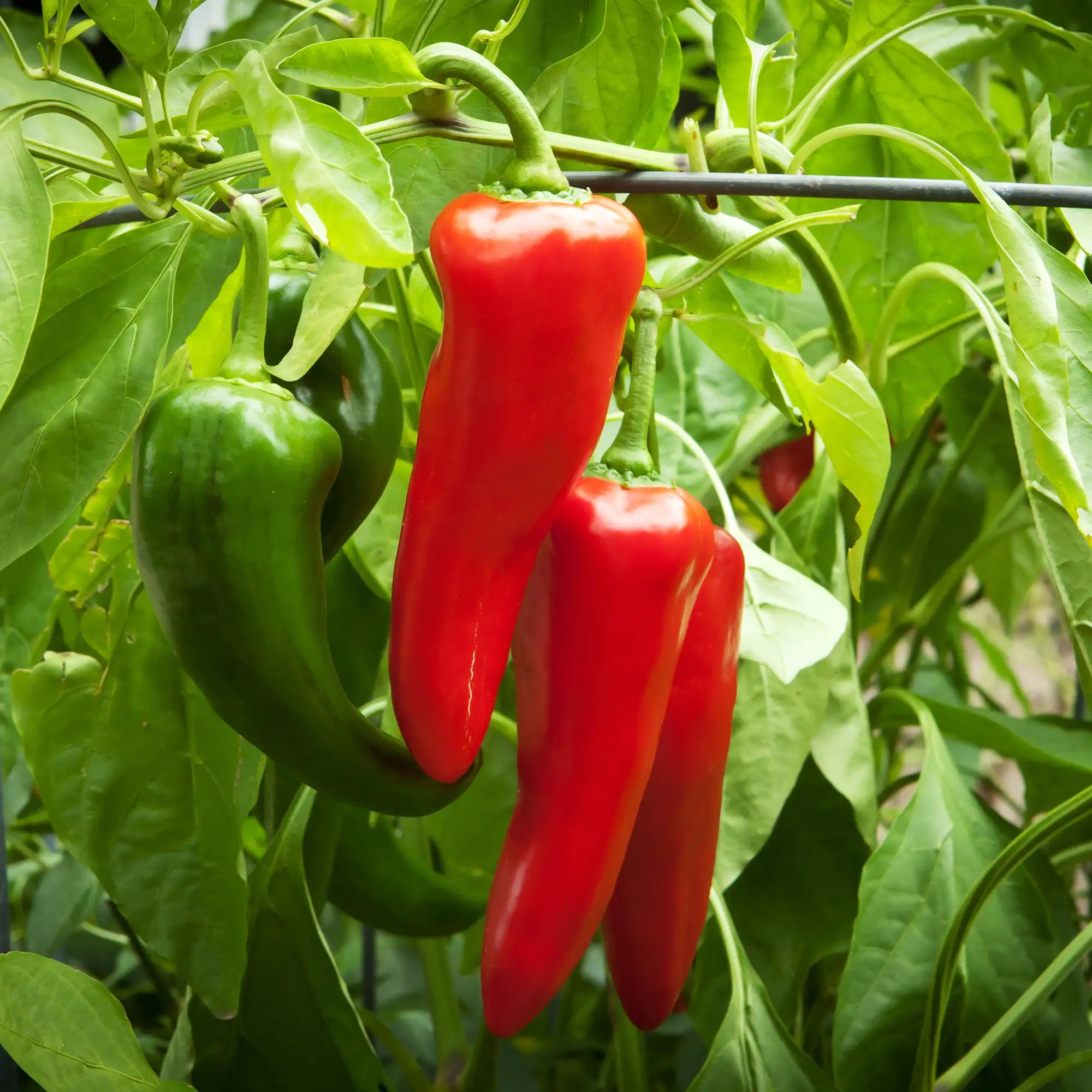 Pepper Sweet 'Carmen'