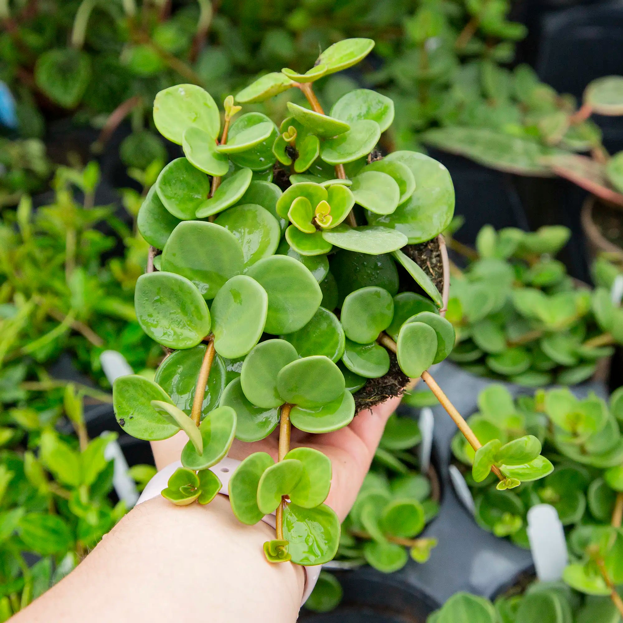 Peperomia 'Hope'