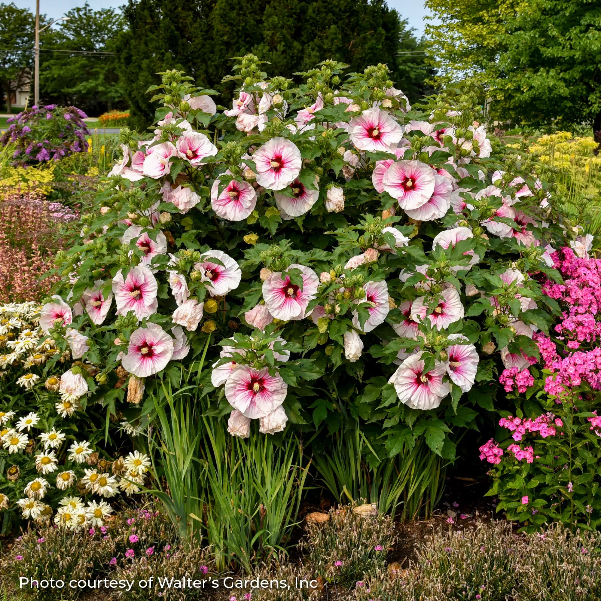 Light Pink Perennial Hibiscus with a Dark Pink center in a garden. 