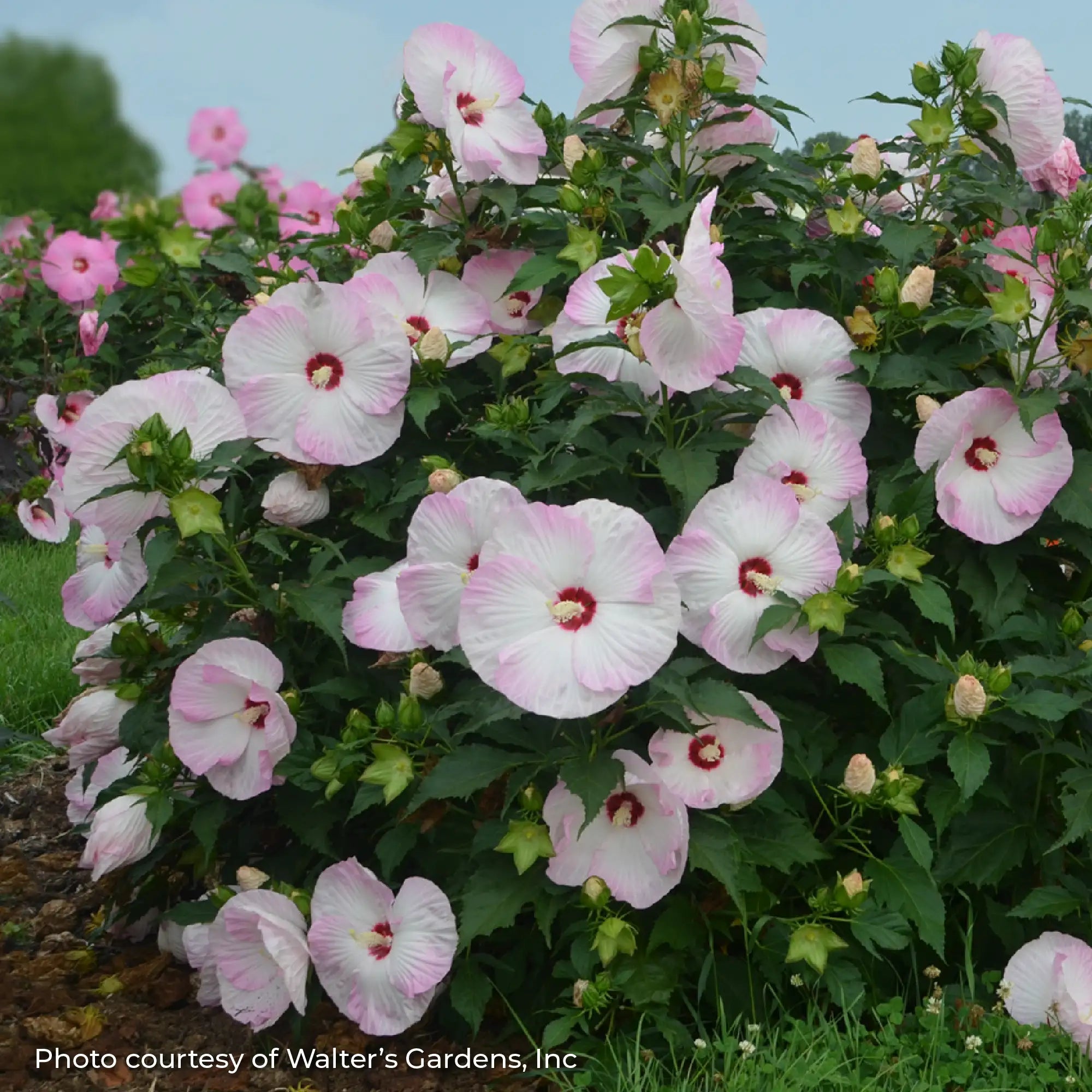 White Perennial Hibiscus with Light Pink Edges on the flowers in a garden. 