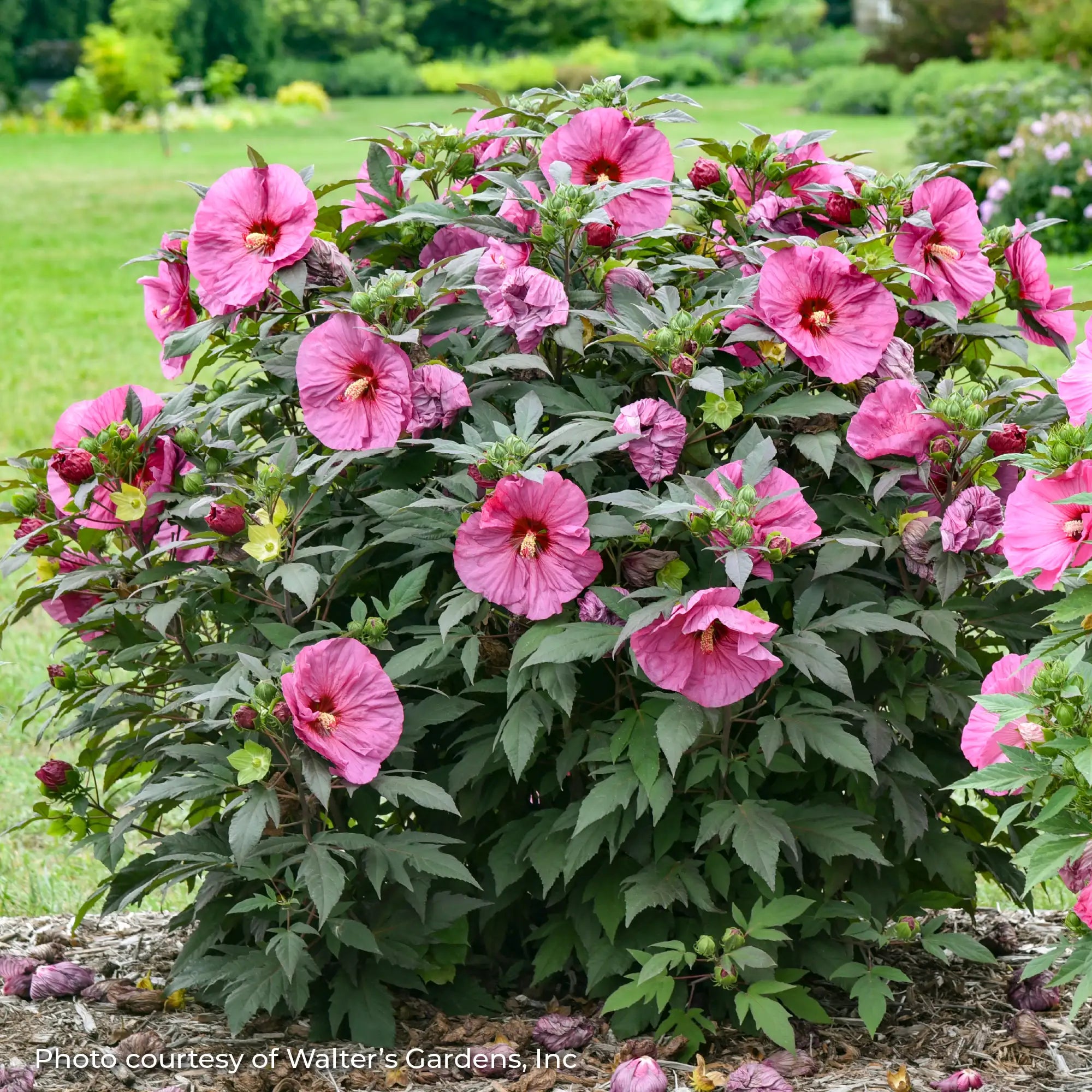 Light Pink Perennial Hibiscus in a garden.