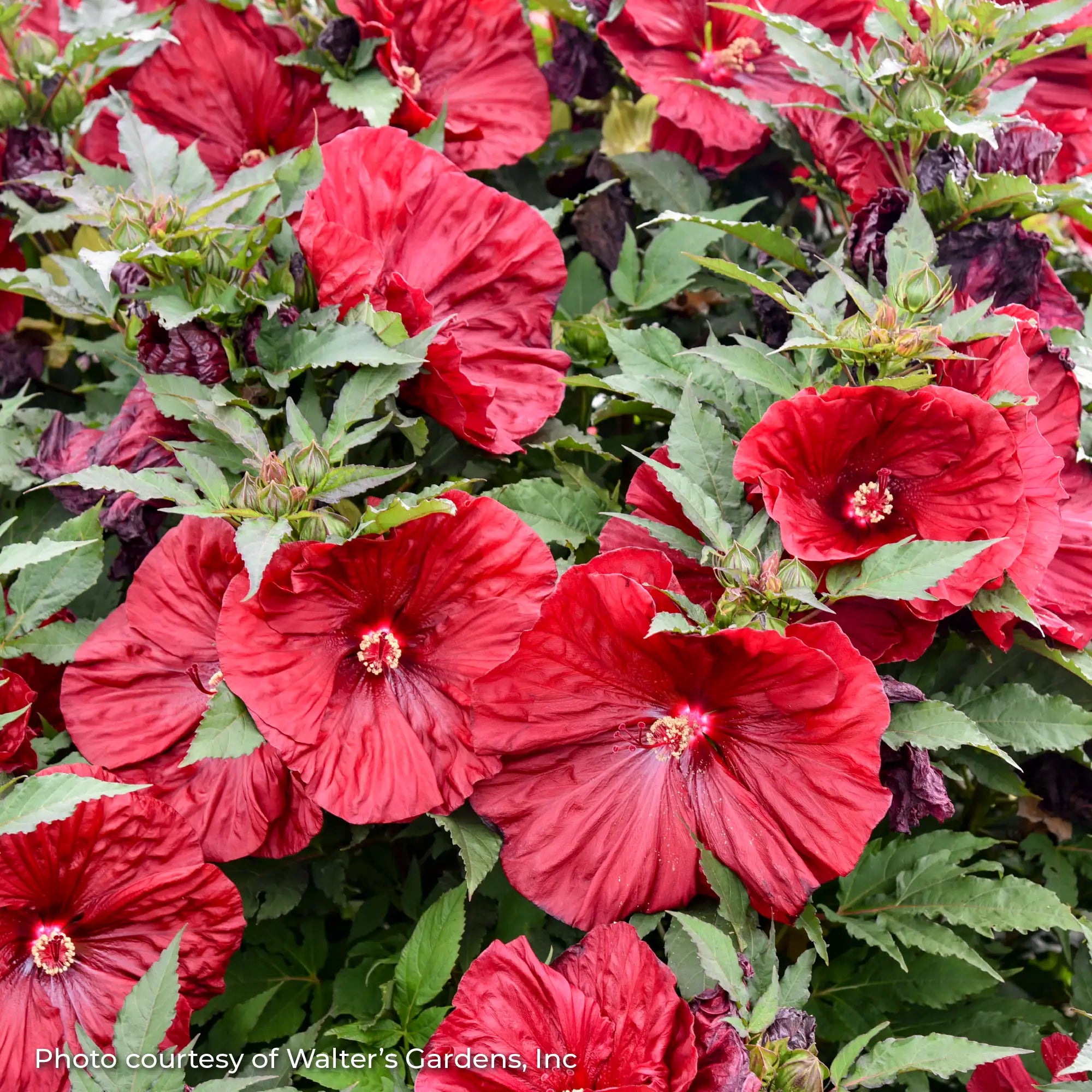Close-up of Dark Red Perennial Hibiscus 