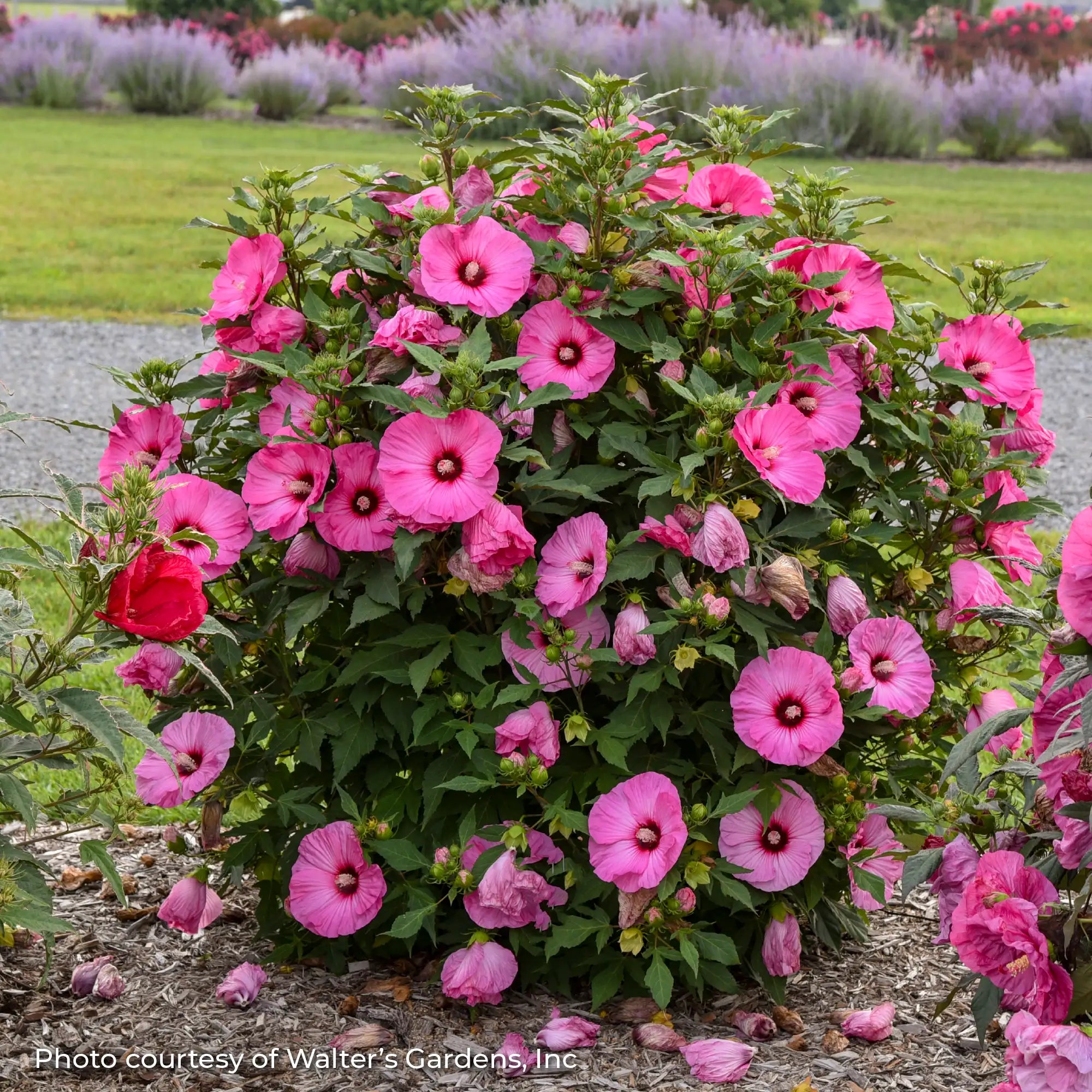 Dark Pink Perennial Hibiscus in a garden. 