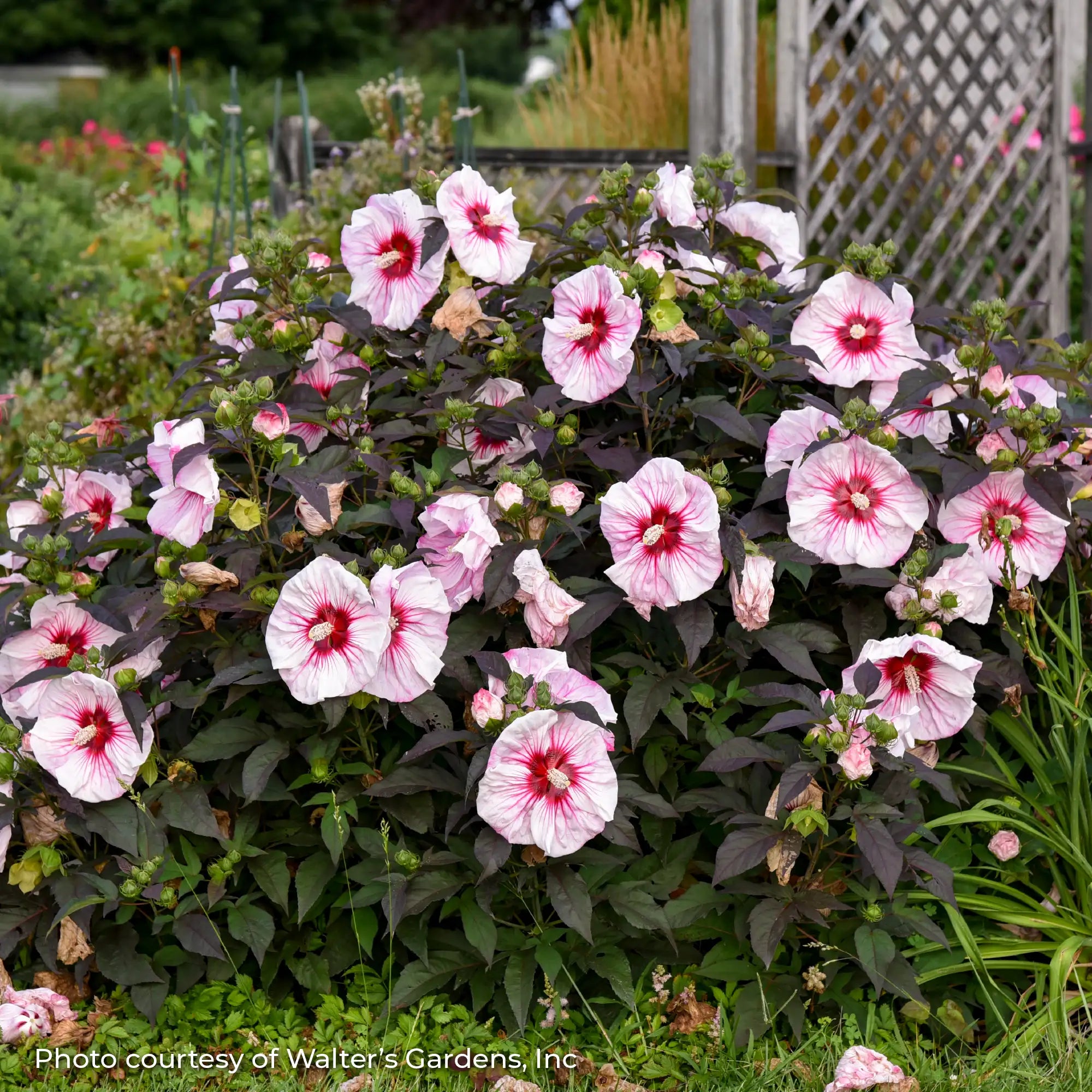 Light Pink Perennial Hibiscus with a Red center in a garden. 