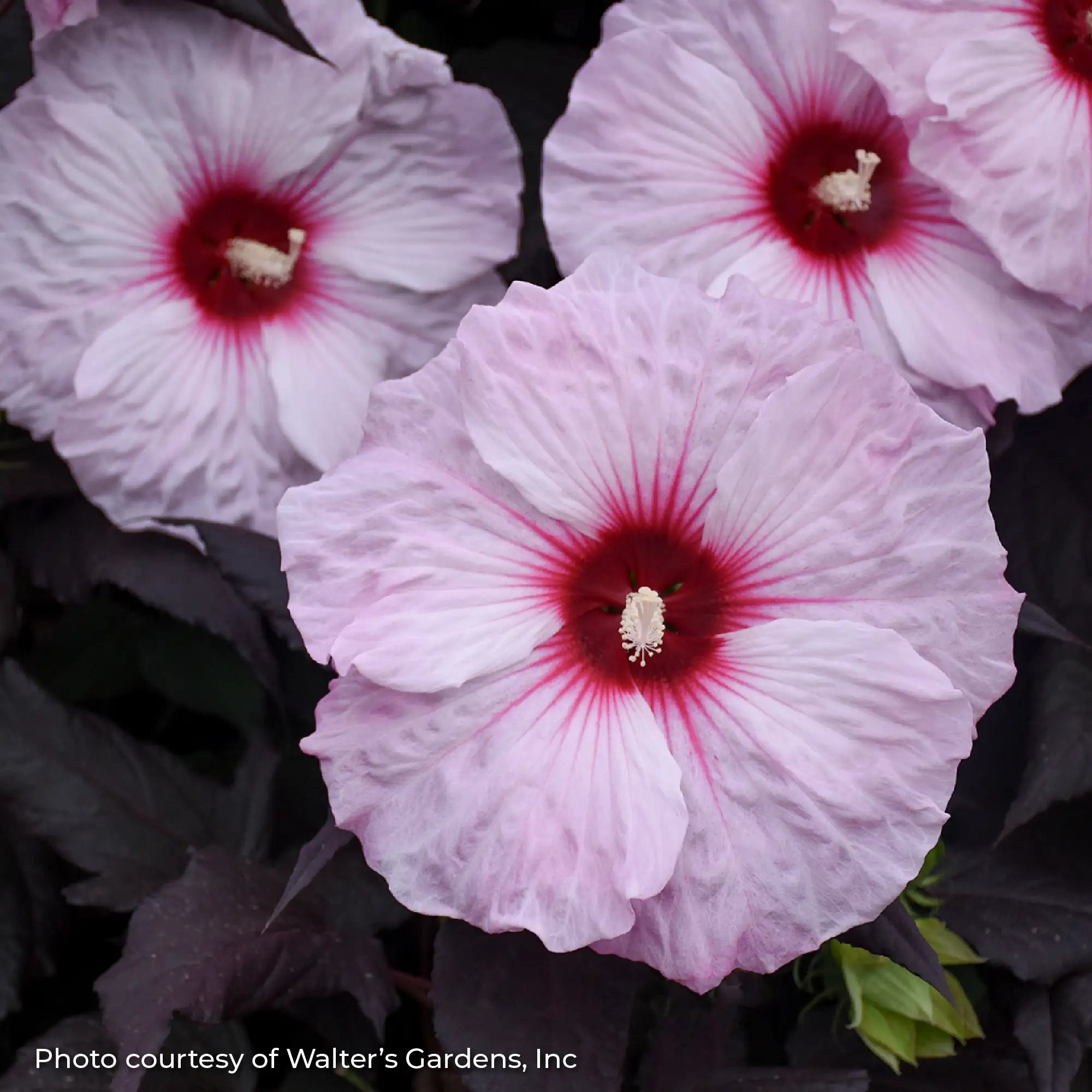 Light Pink Perennial Hibiscus with Dark Pink center.
