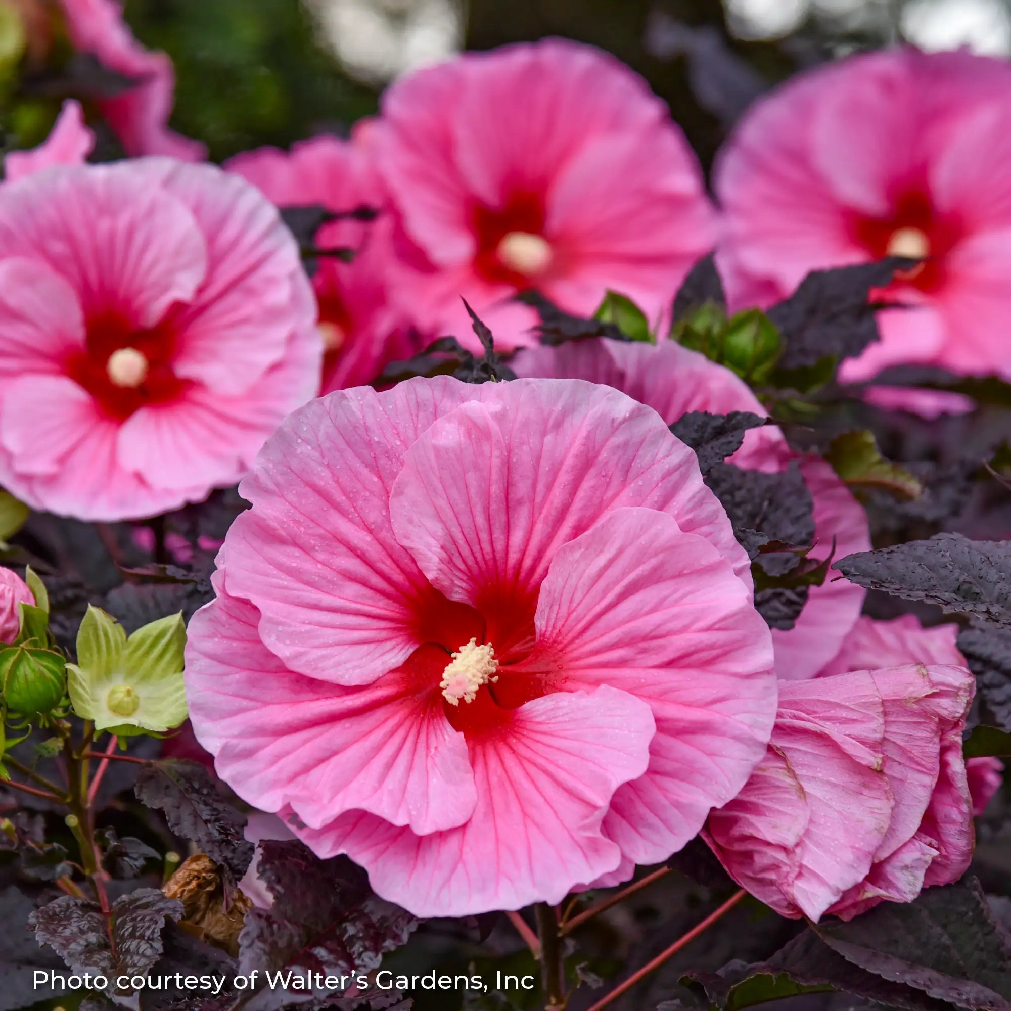 Light Pink Perennial Hibiscus with a Red center.